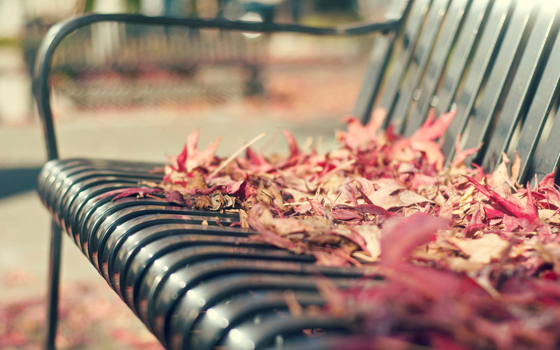 Autumn Leaves On Bench Background