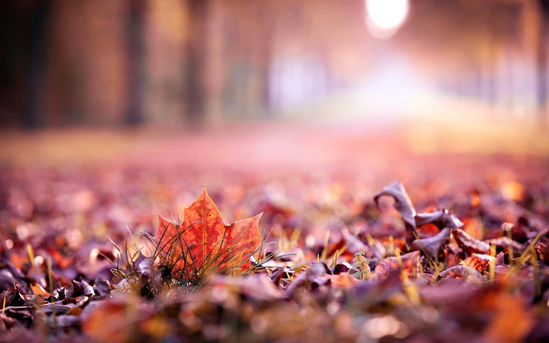 Autumn Leaves On The Ground Background