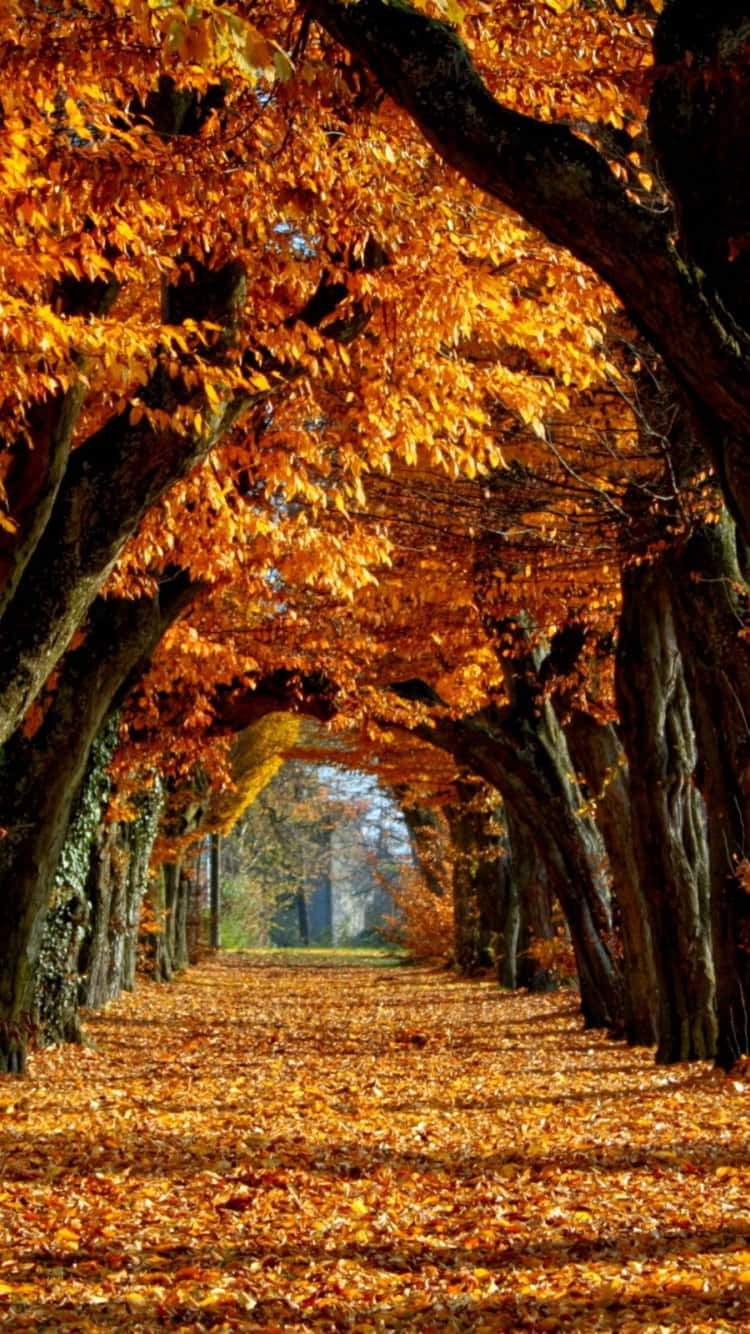 Autumn Leaves On The Ground In A Park Background