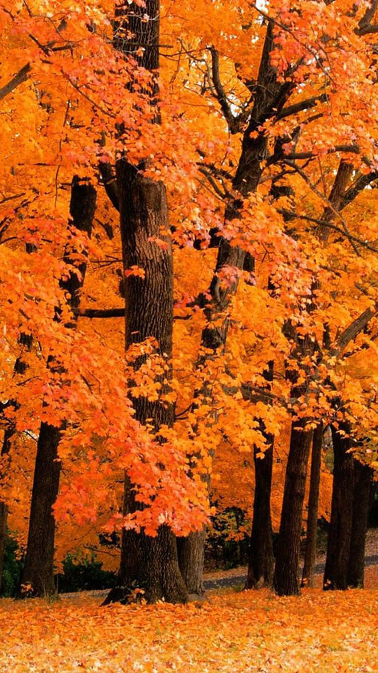 Autumn Leaves On The Ground In A Park Background