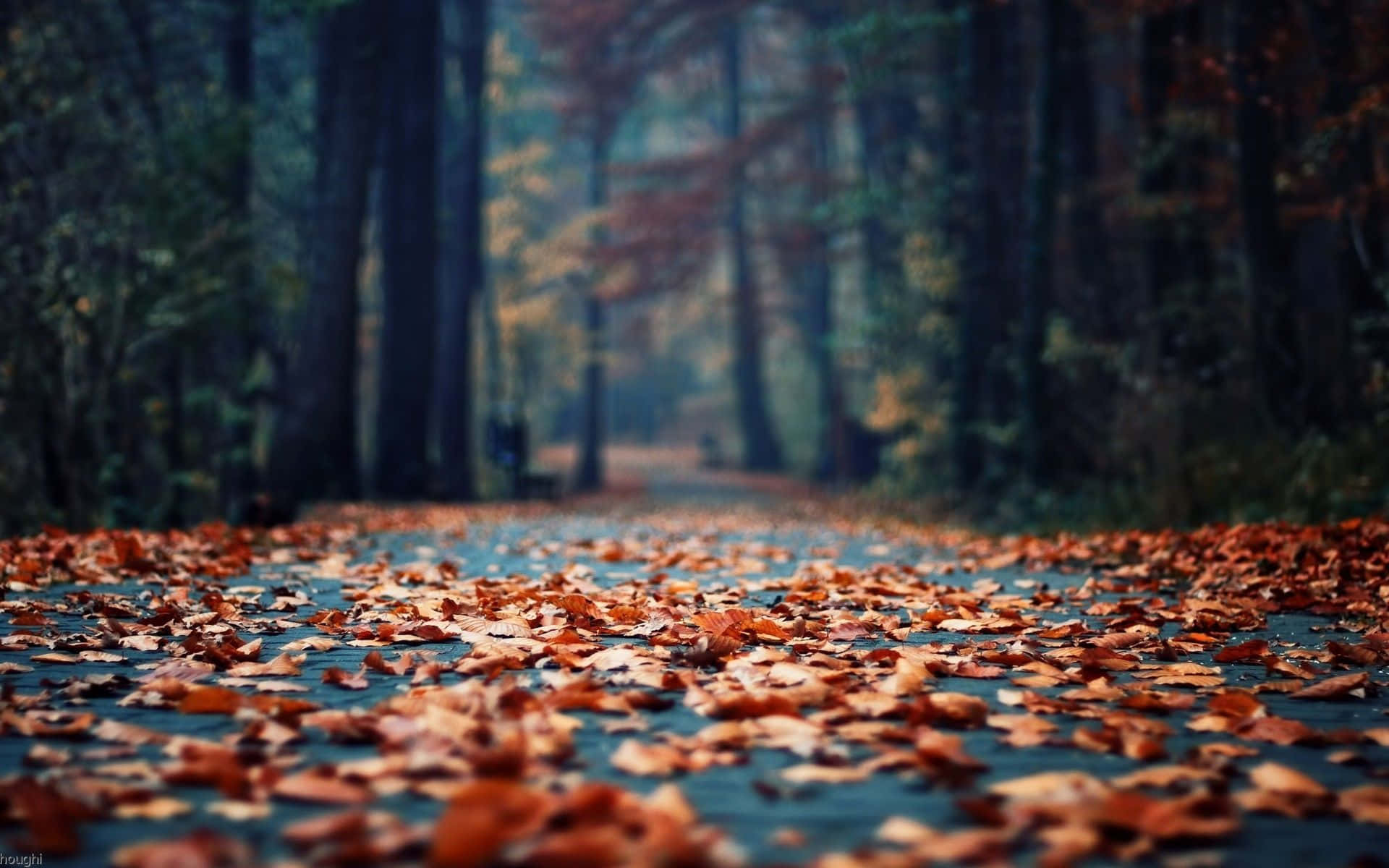 Autumn Leaves On The Ground In The Woods