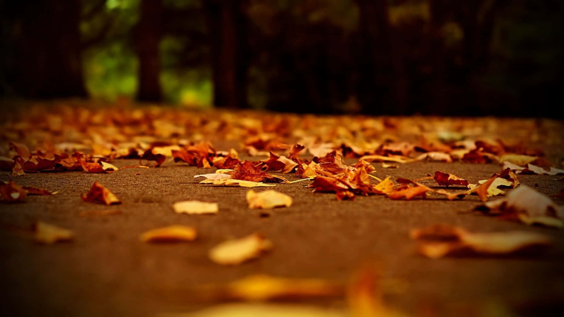 Autumn Leaves On The Ground Background