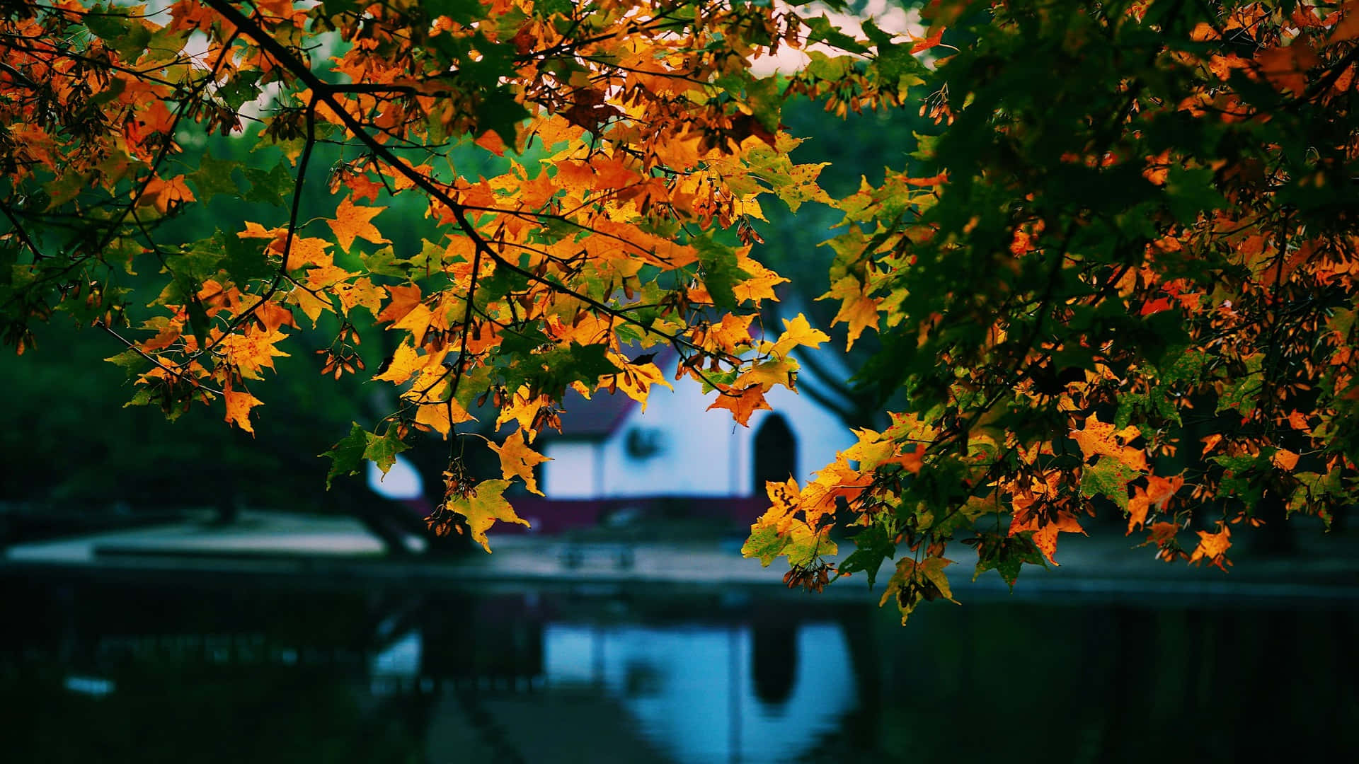 Autumn Leaves Over Pond Wallpaper Background