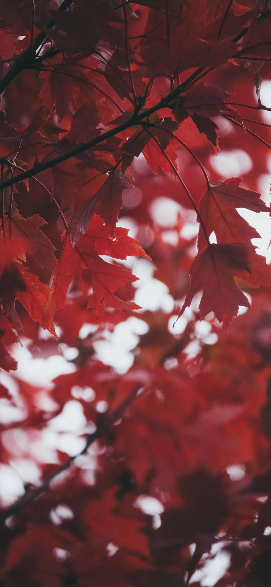 Autumn Leaves Red Iphone Background