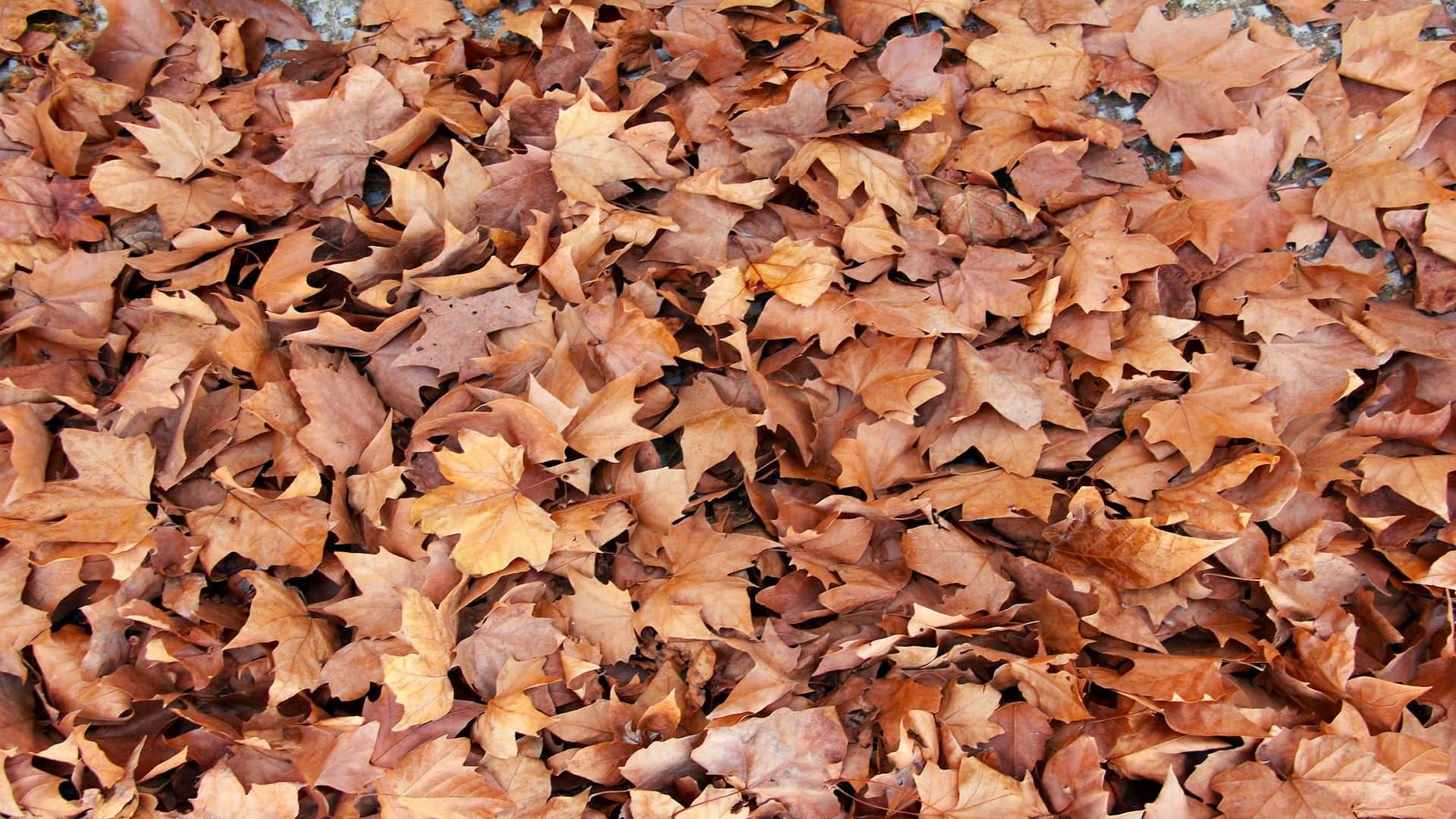Autumn Leaves Texture H D Background