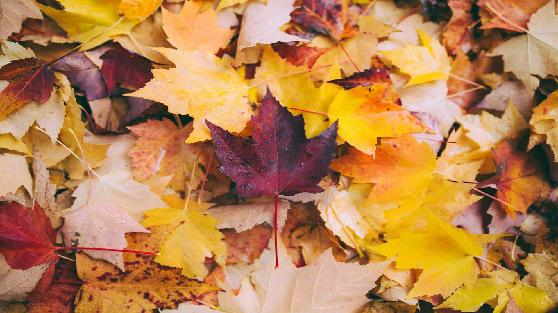 Autumn Leaves Texture H D Background