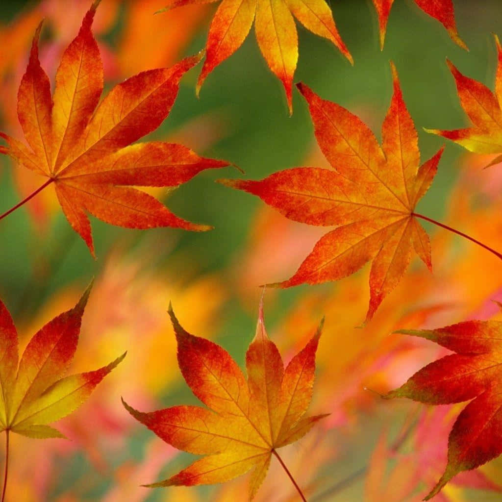 Autumn Leaves Wallpaper - Wallpapers For Desktop Background