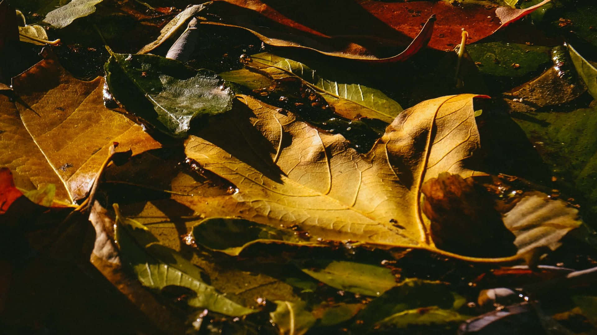 Autumn Leaves Water Puddle Dark Fall Background