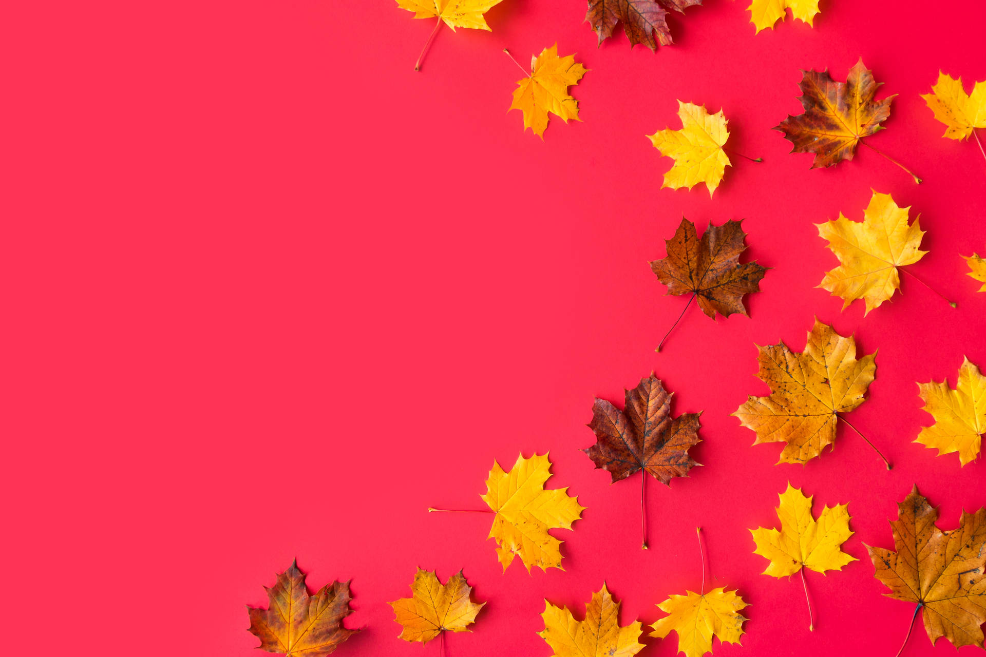 Autumn Leaves With Red Color Background