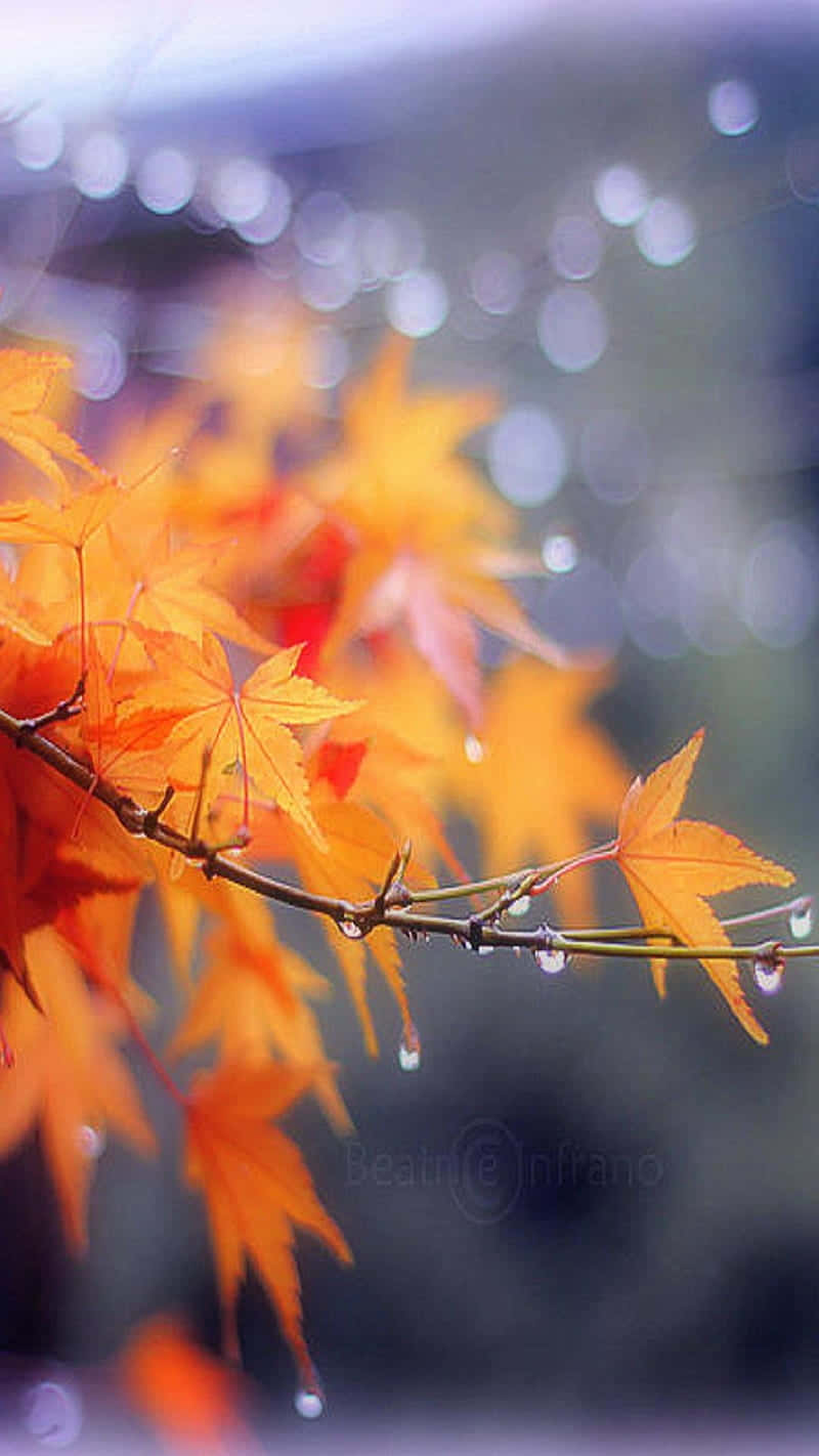 Autumn Leaves With Water Drops On Them Background