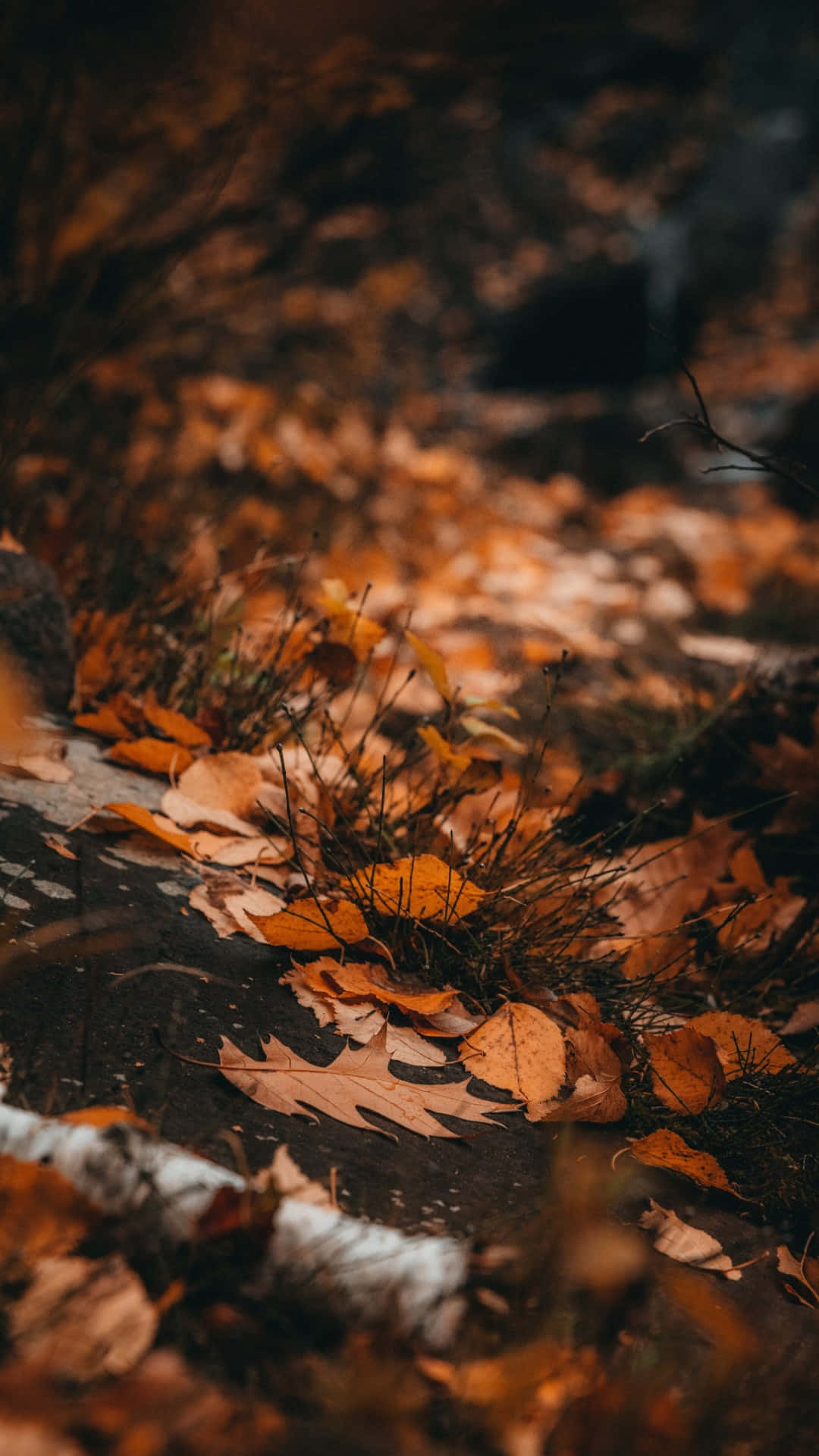 Autumn Leaveson Wet Ground Background