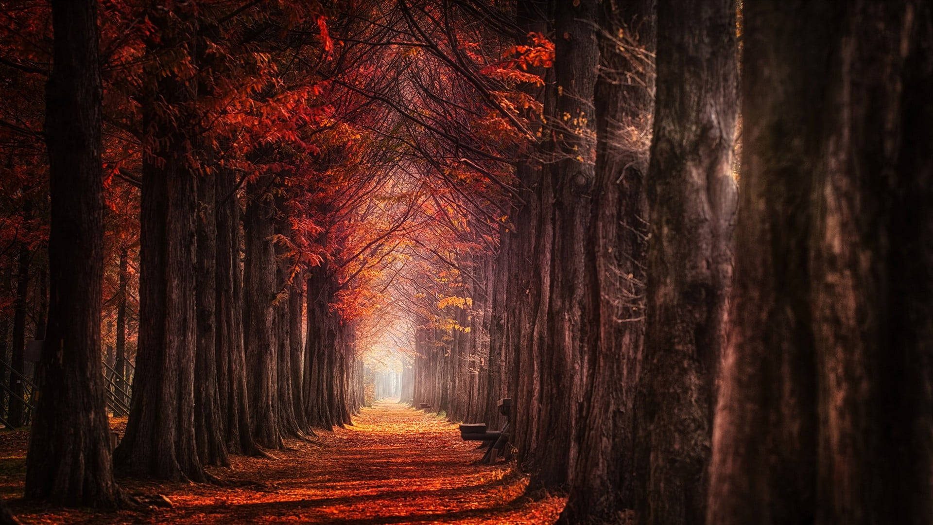 Autumn Macbook Line Of Tall Trees Background