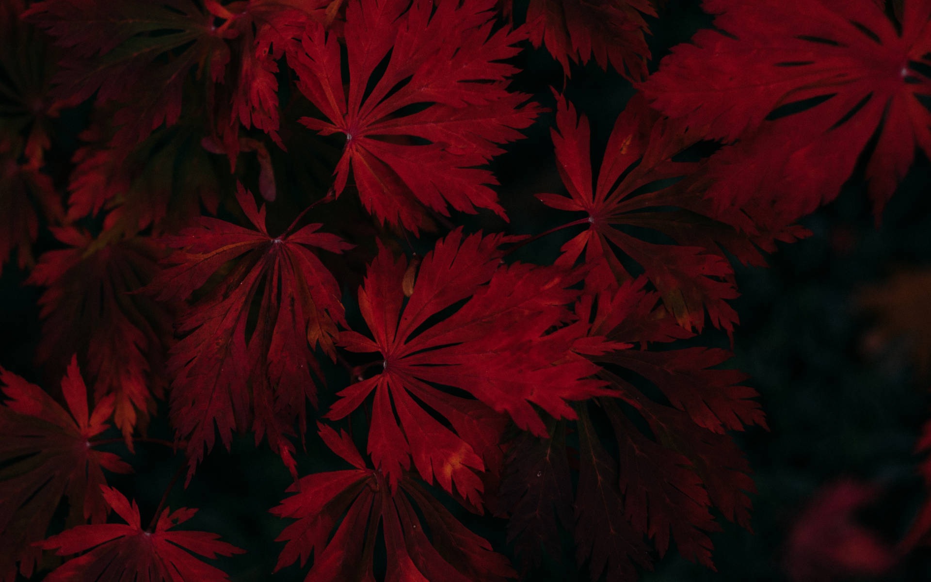 Autumn Majesty – Dark Red Maple Leaves Background