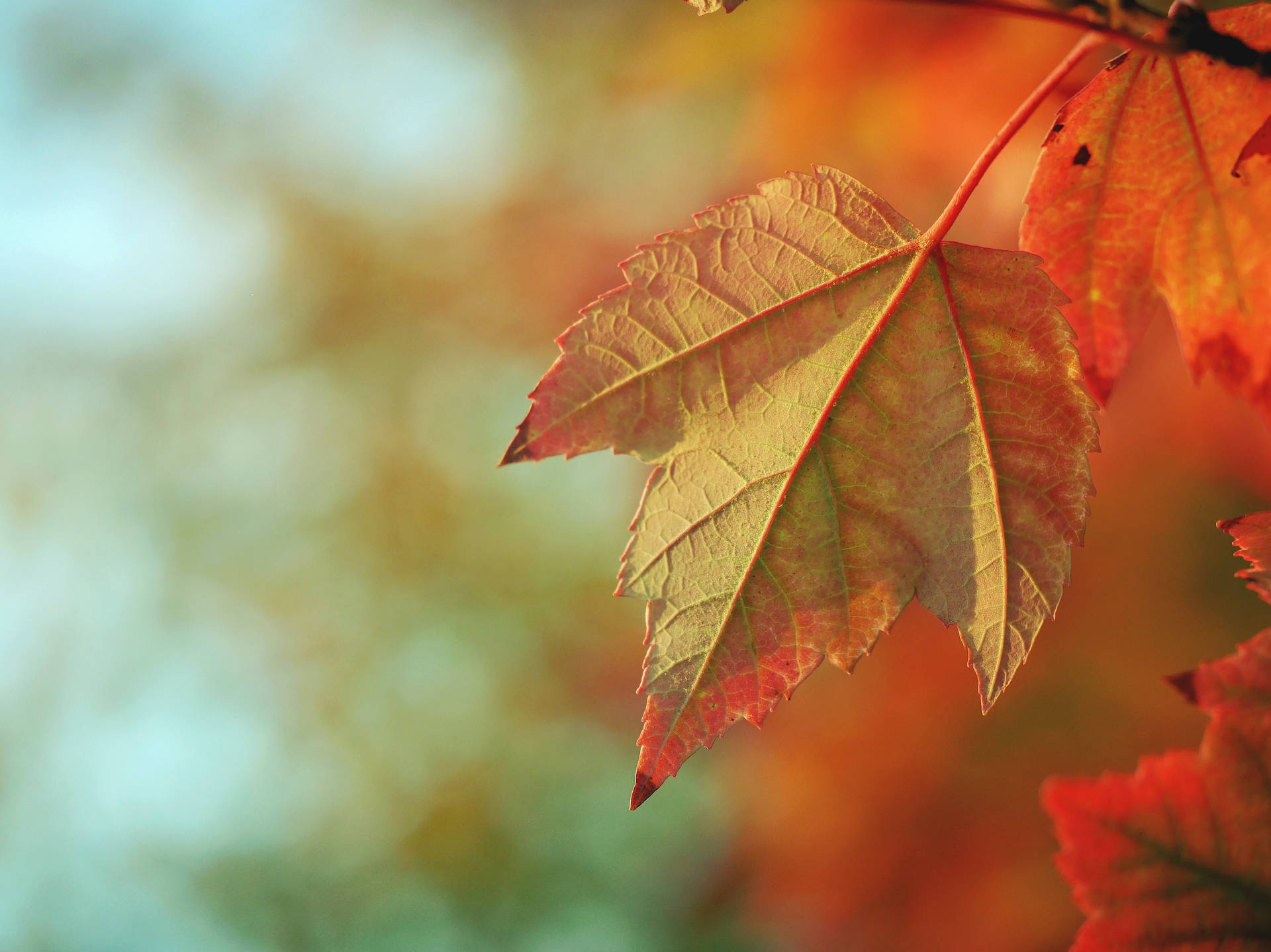 Autumn Maple Leaf Backside Close-up Background