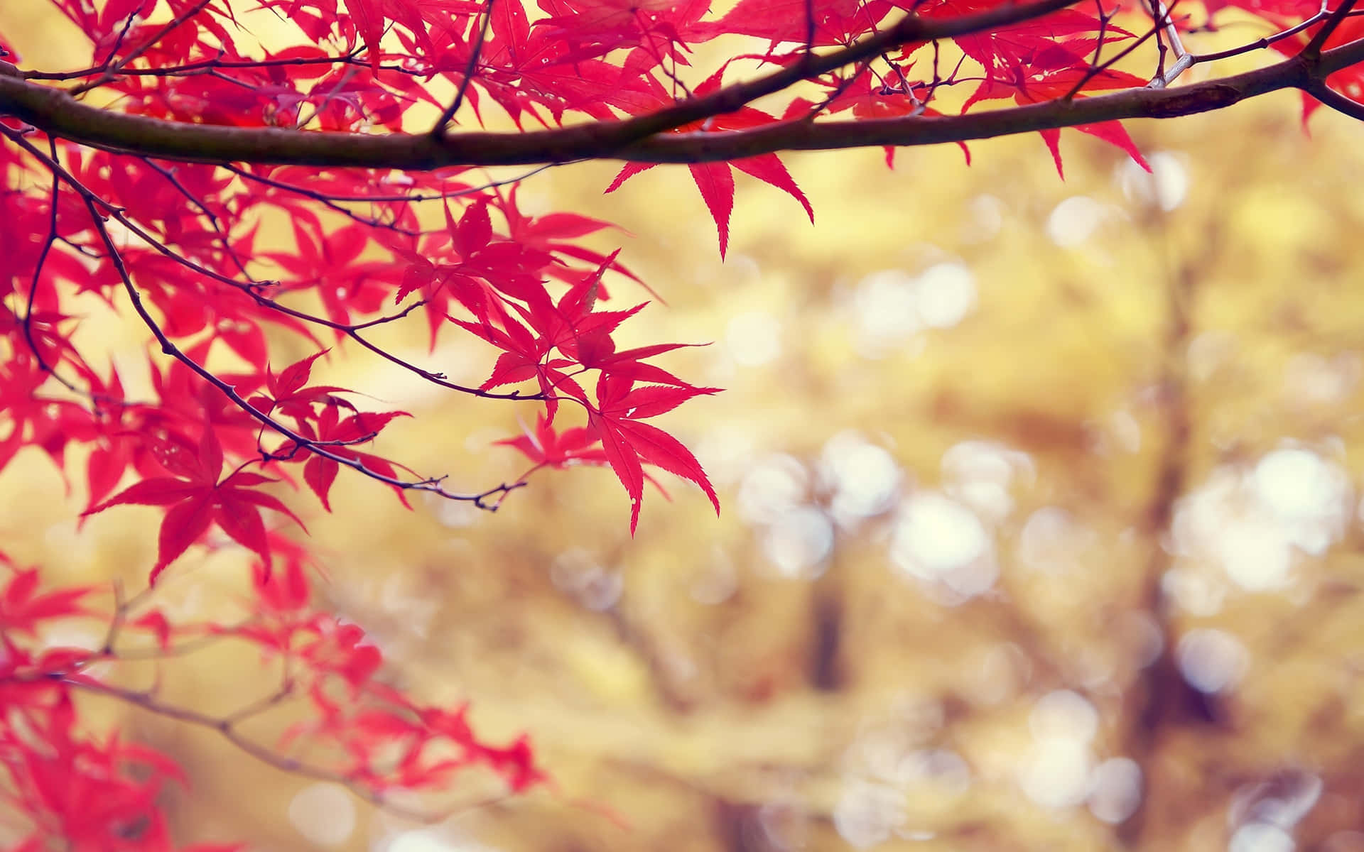 Autumn Maple Leaves In Branches Background