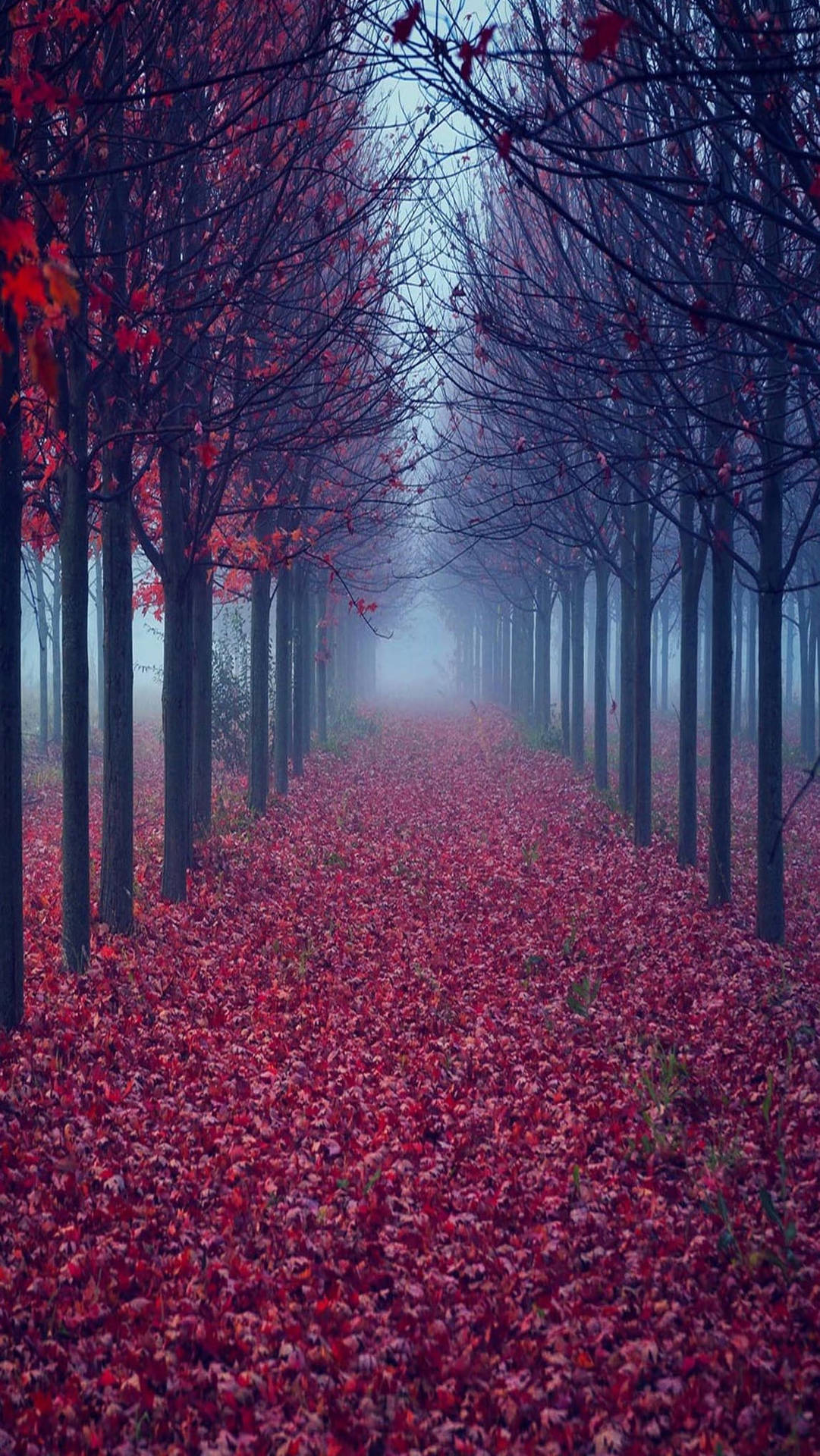 Autumn Maples Leaves Path