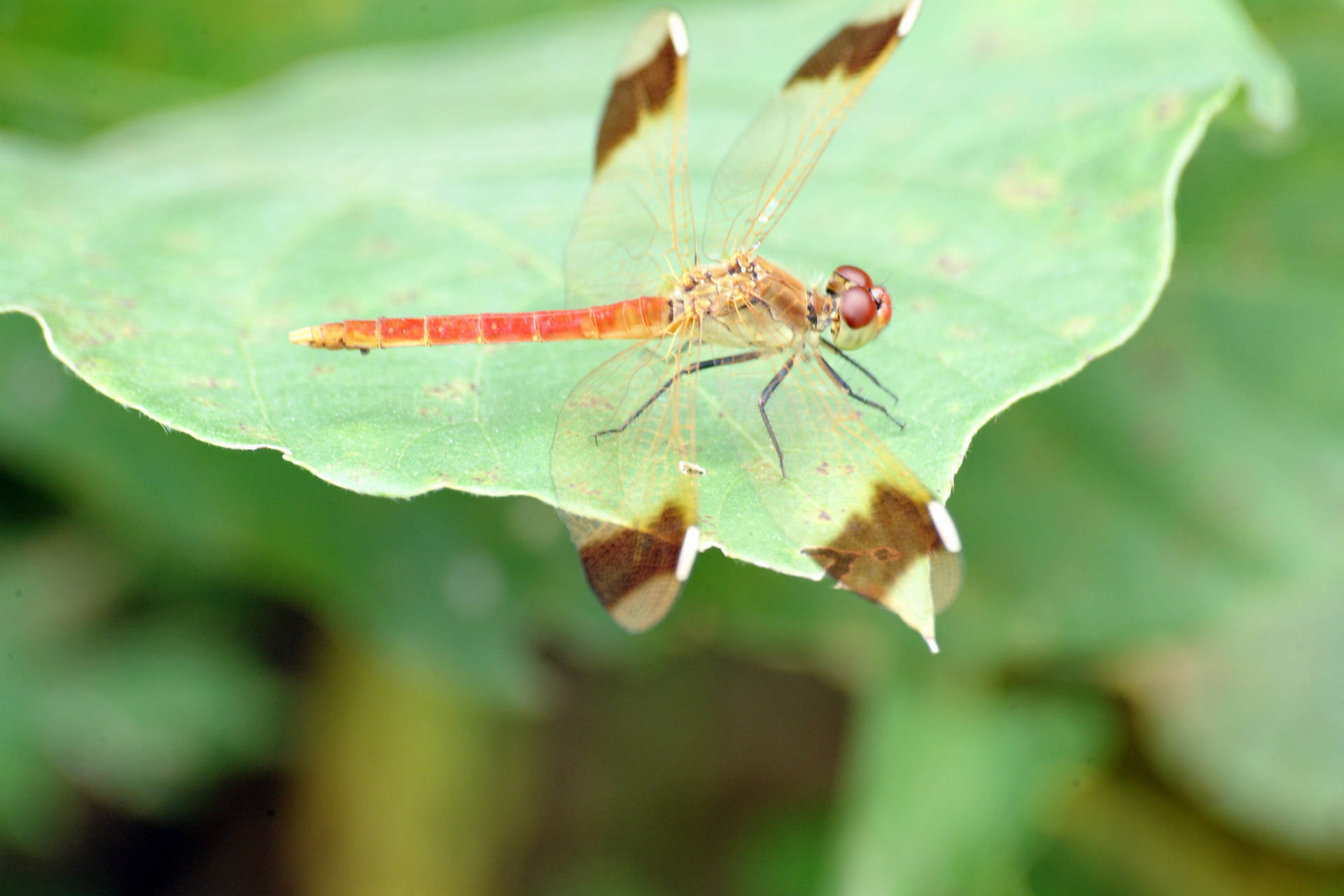 Autumn Meadowhawk Dragonfly