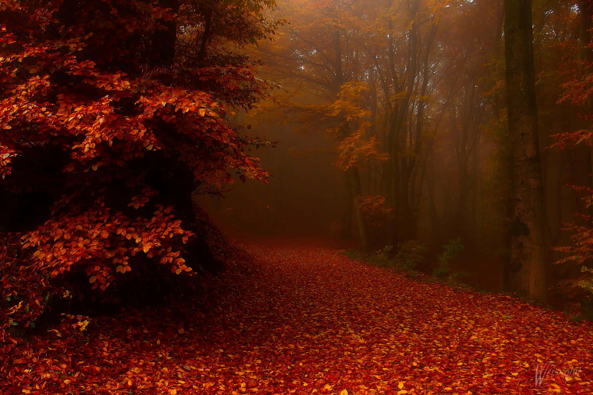 Autumn Mist Forest Path Background