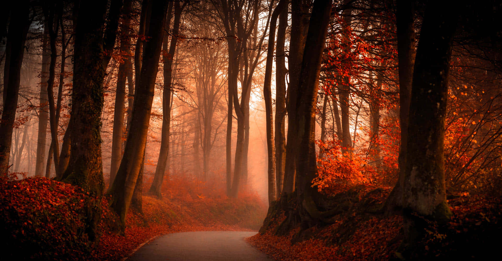 Autumn Mist Forest Path Background