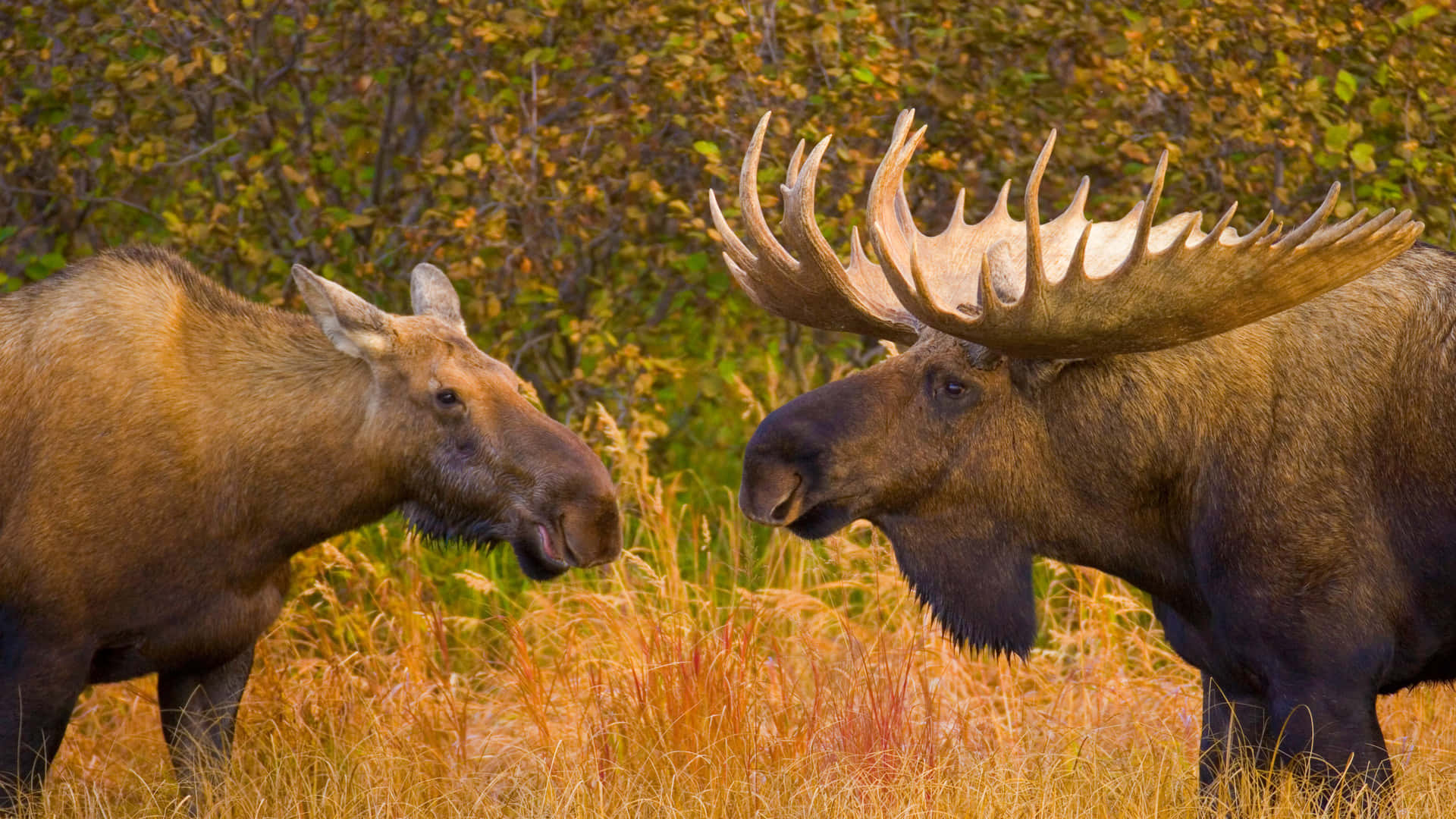 Autumn Moose Encounter Background
