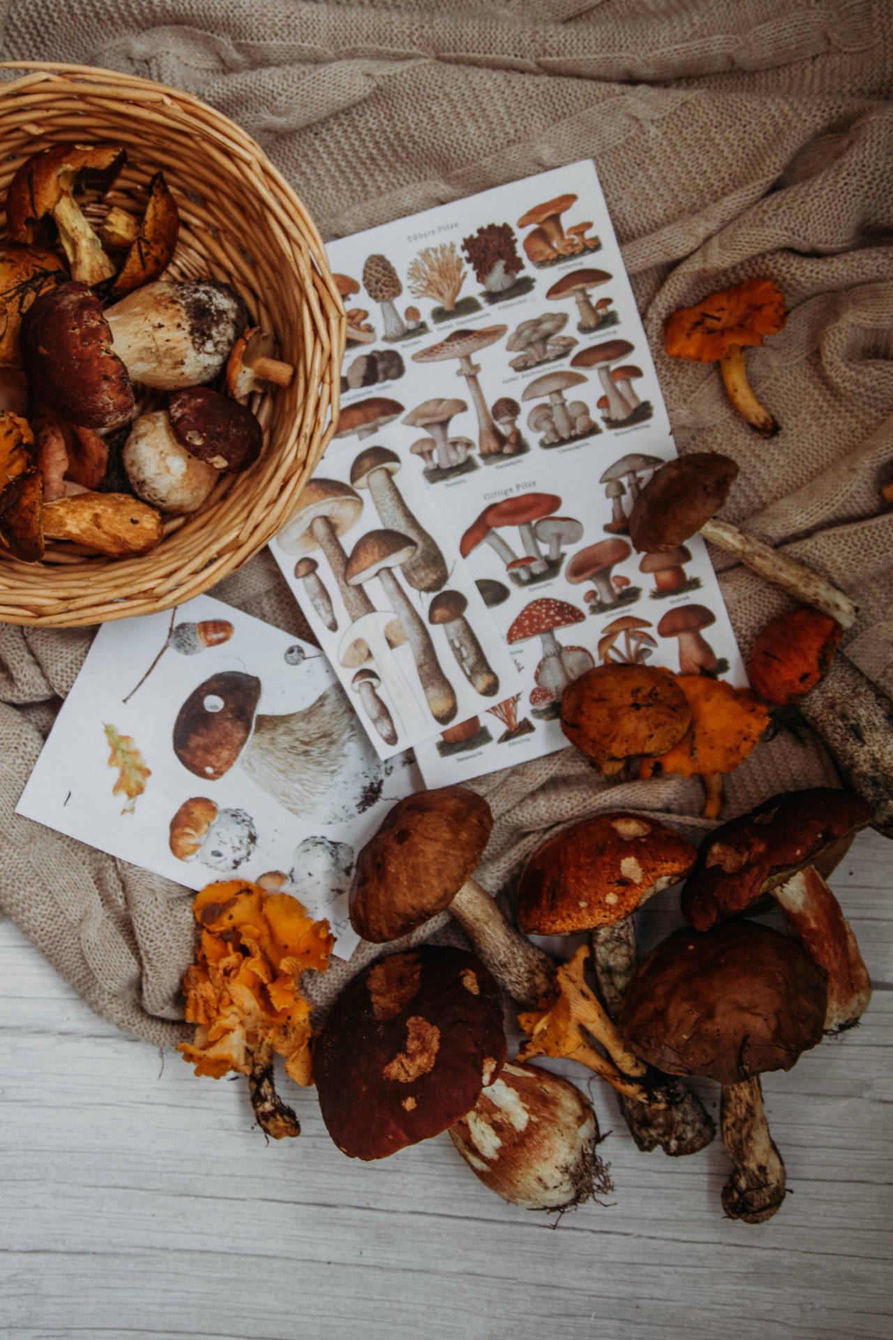 Autumn Mushroom Aesthetic Background