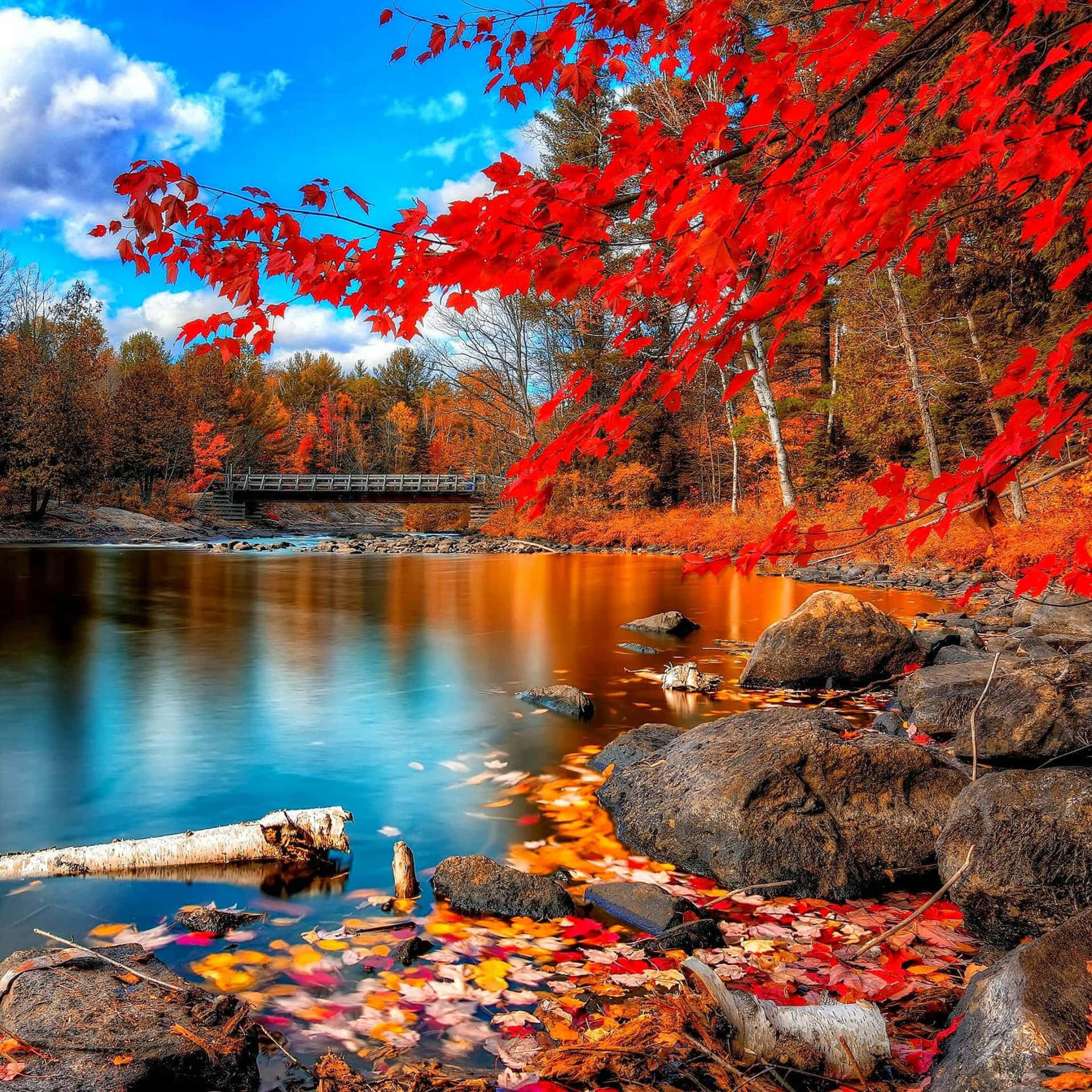 Autumn Nature Ipad Background