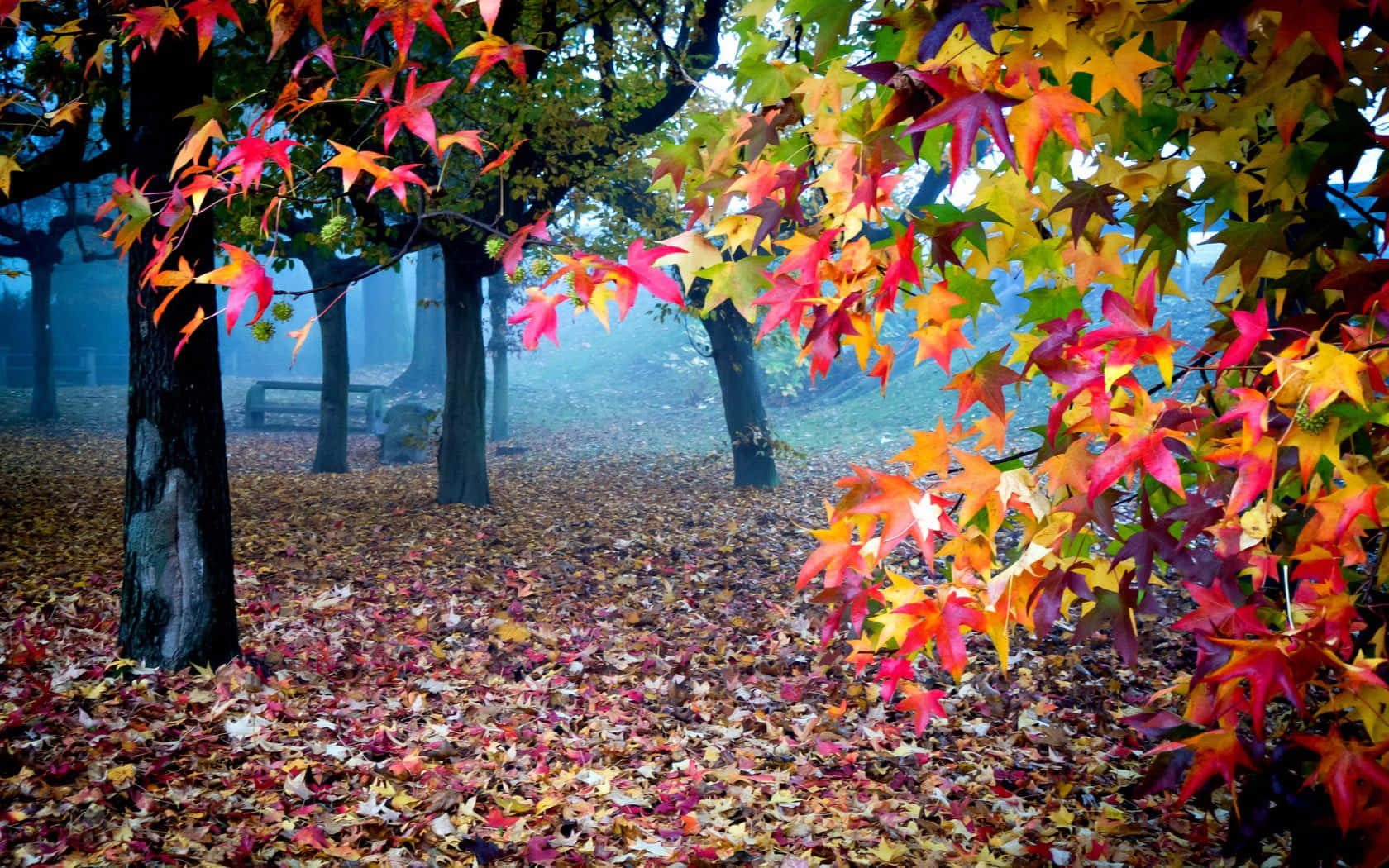 Autumn Nature Scenes Background