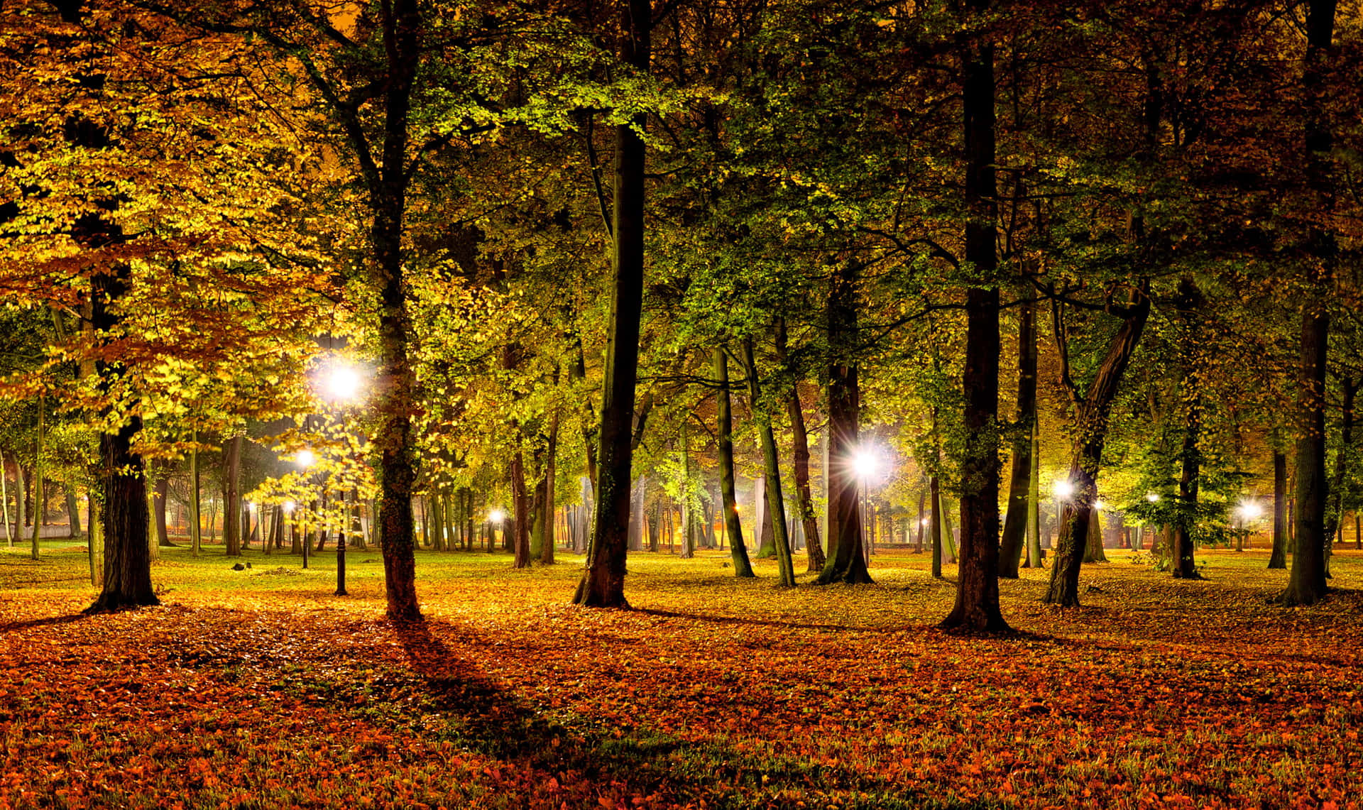 Autumn Night Park Lights Background