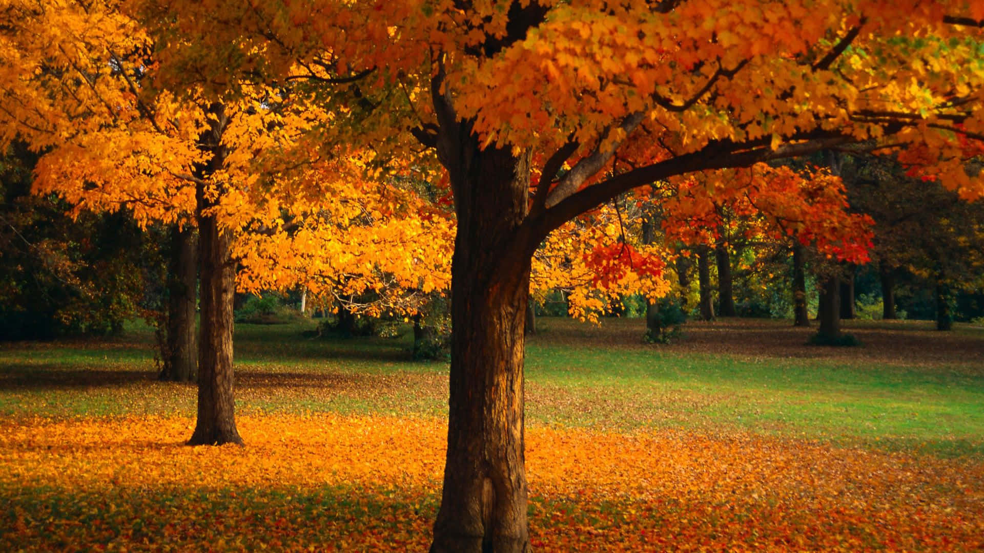 Autumn Oak Trees Orange Leaves Background