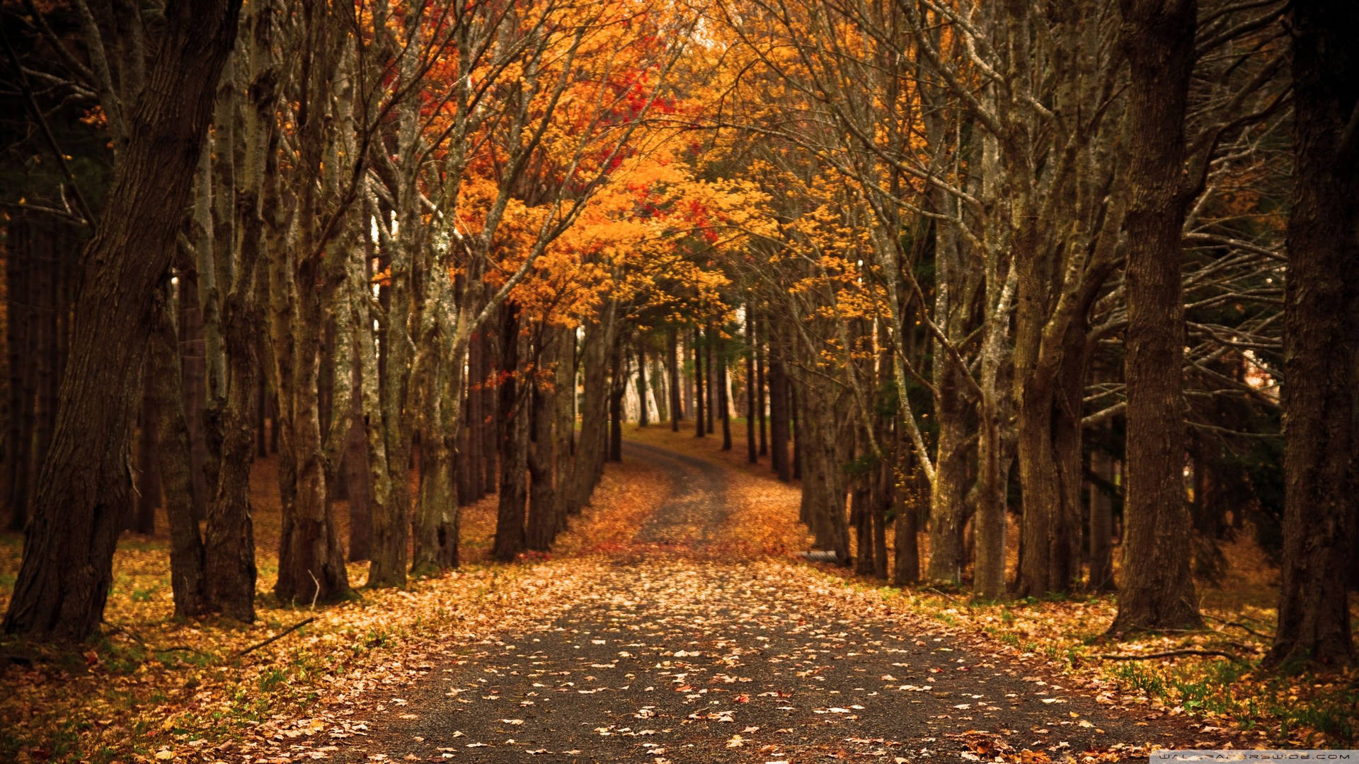 Autumn Orange Country Road Background