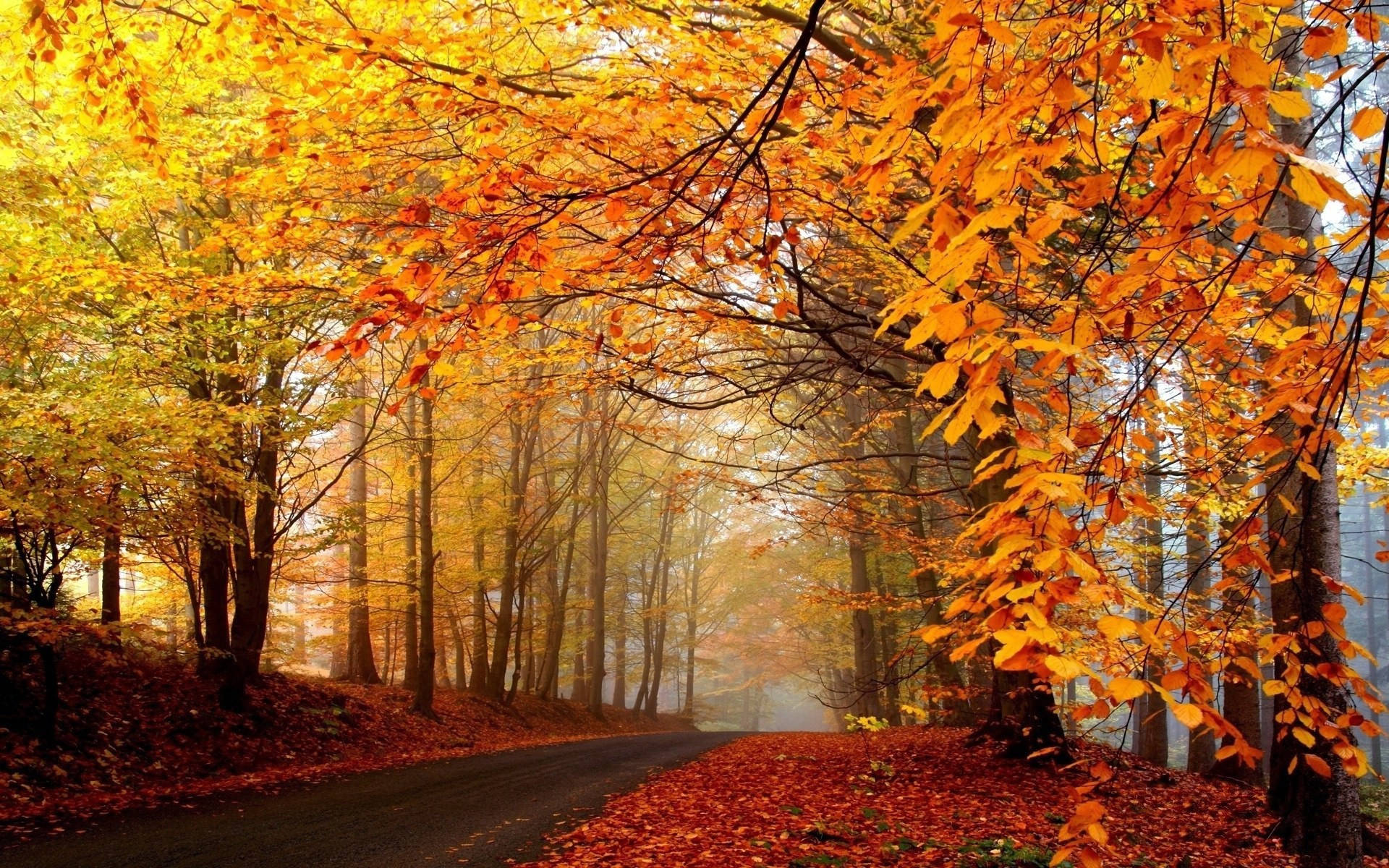 Autumn Orange Forest Tumblr Desktop Background