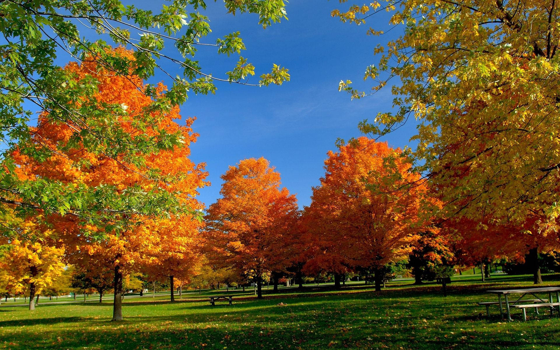 Autumn Park Trees Background