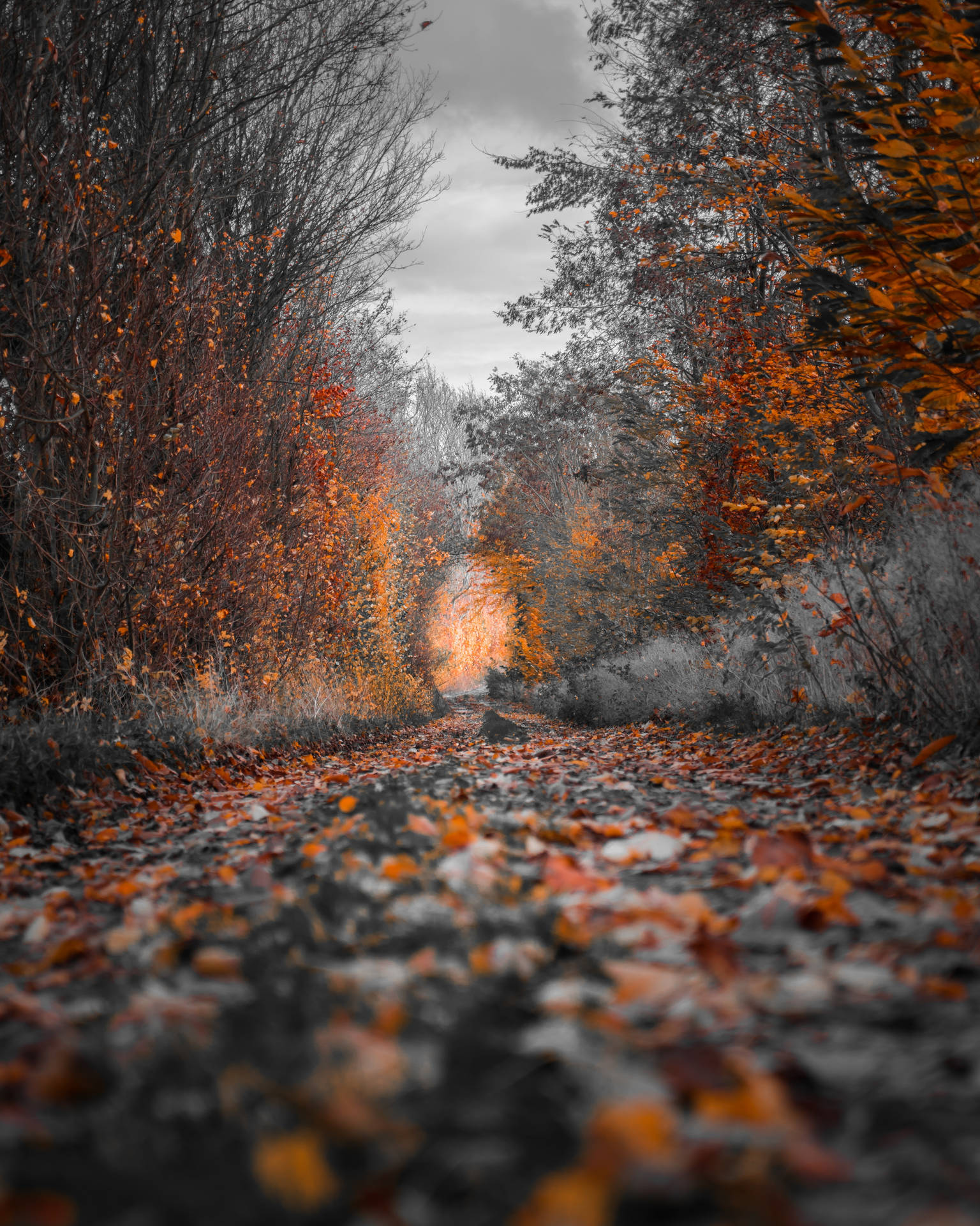 Autumn Path Landscapes Background