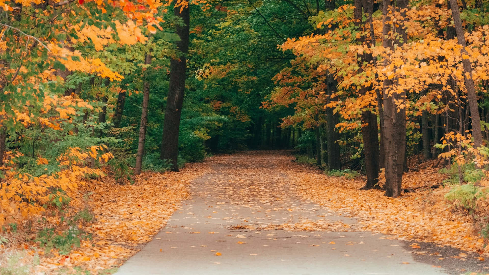 Autumn Pathway H D Desktop Background