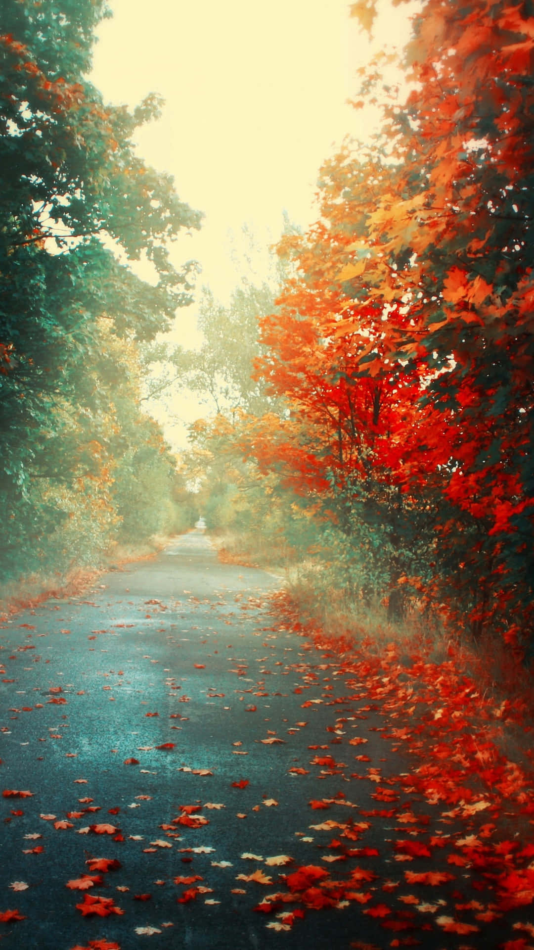 Autumn Pathway Scenery Background