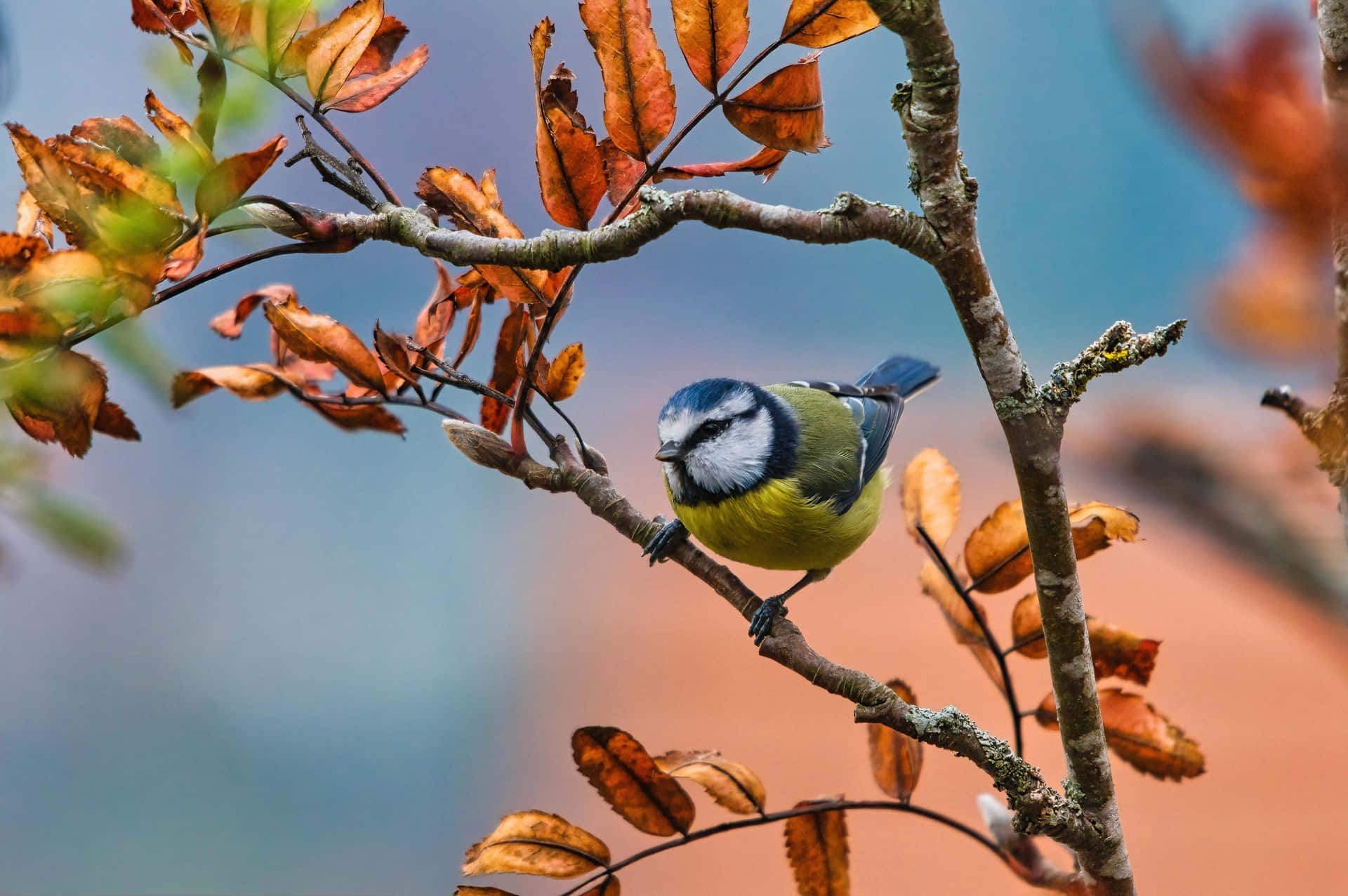 Autumn Perched Titmouse Background