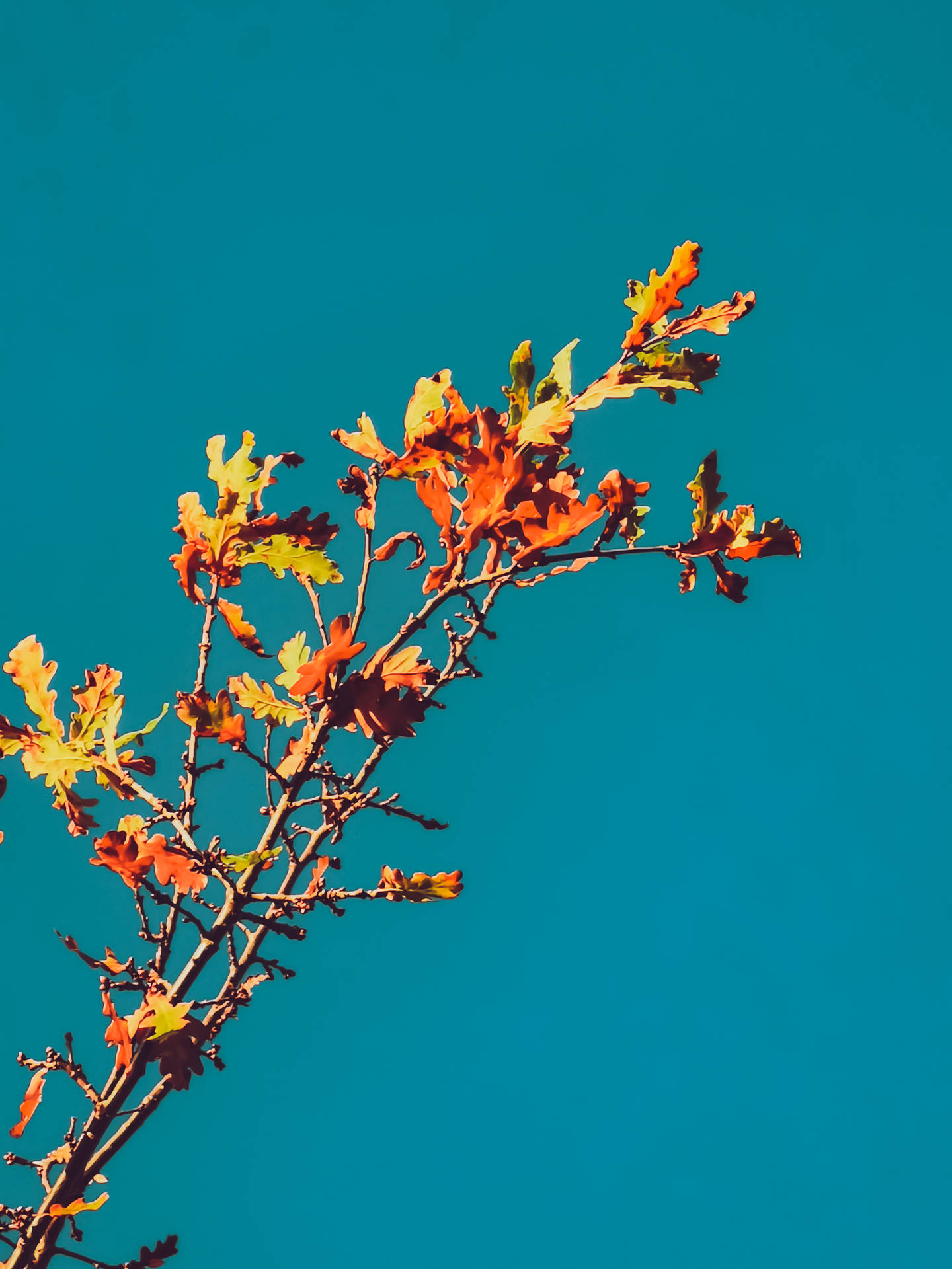 Autumn Phone Bright Orange Leaves Background