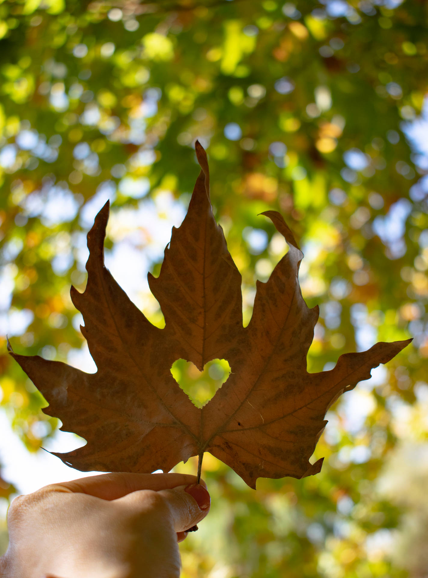 Autumn Phone Maple Leaf With Heart Background
