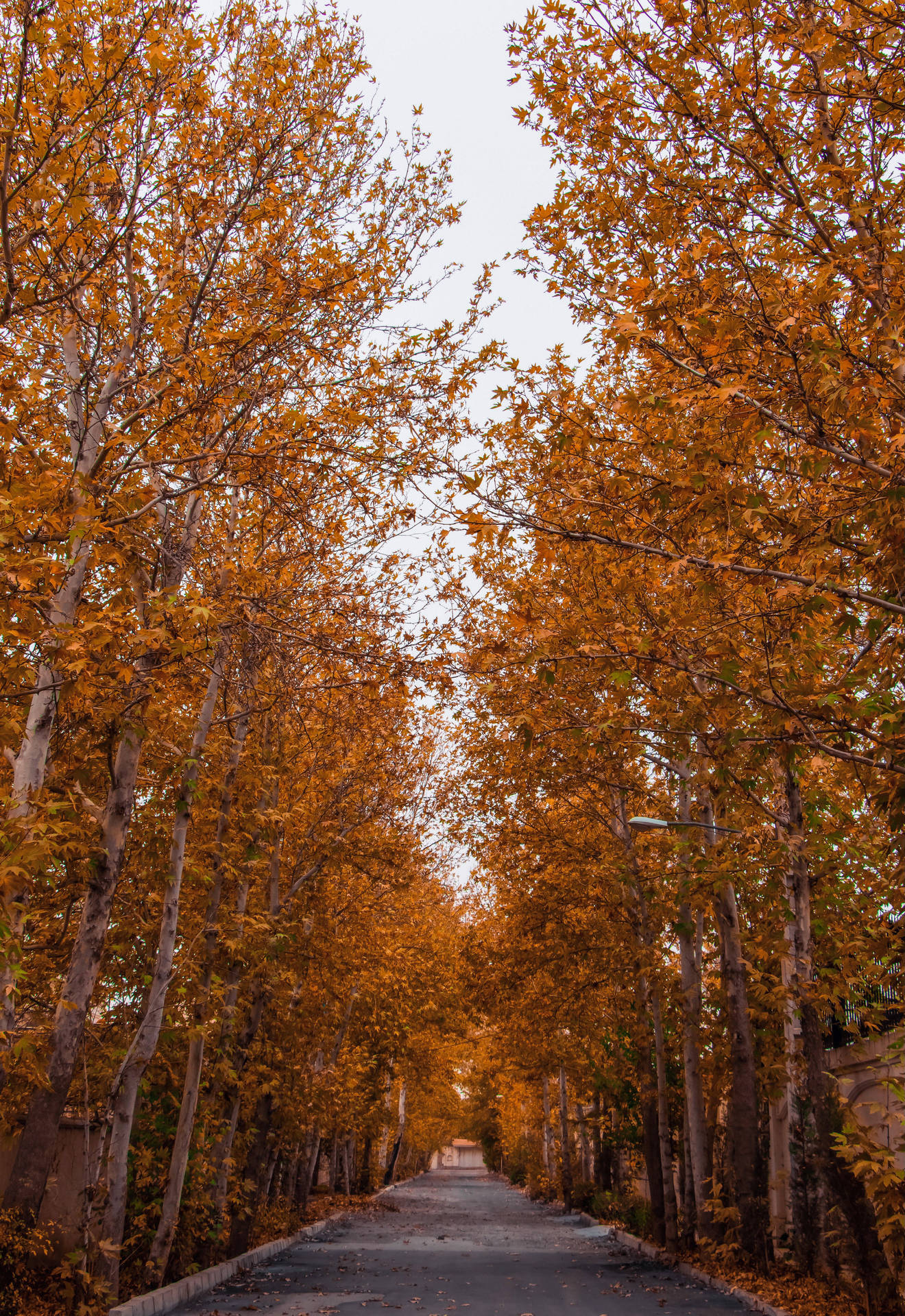 Autumn Phone Road Side Trees Background
