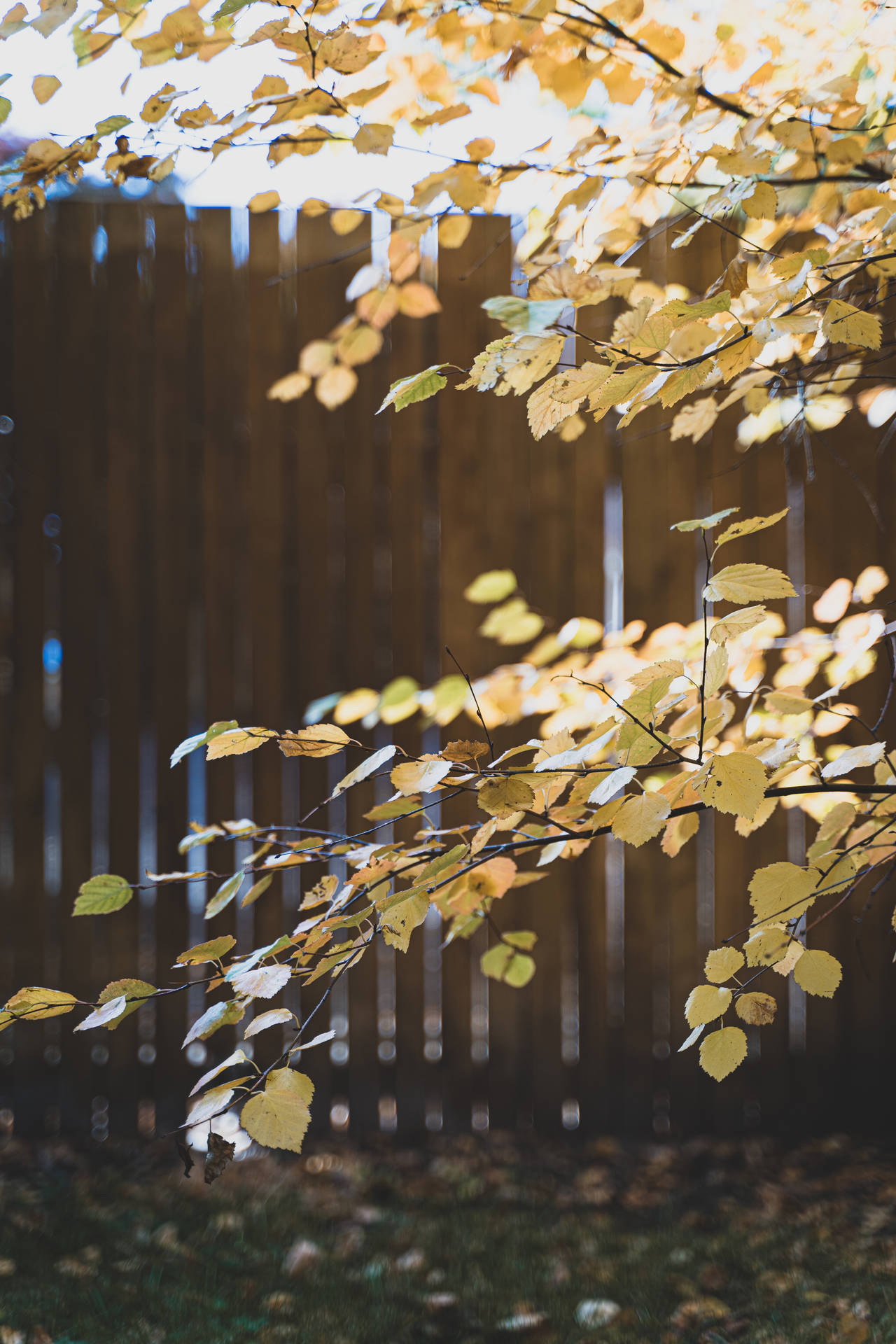 Autumn Phone Yellowish Leaves Background
