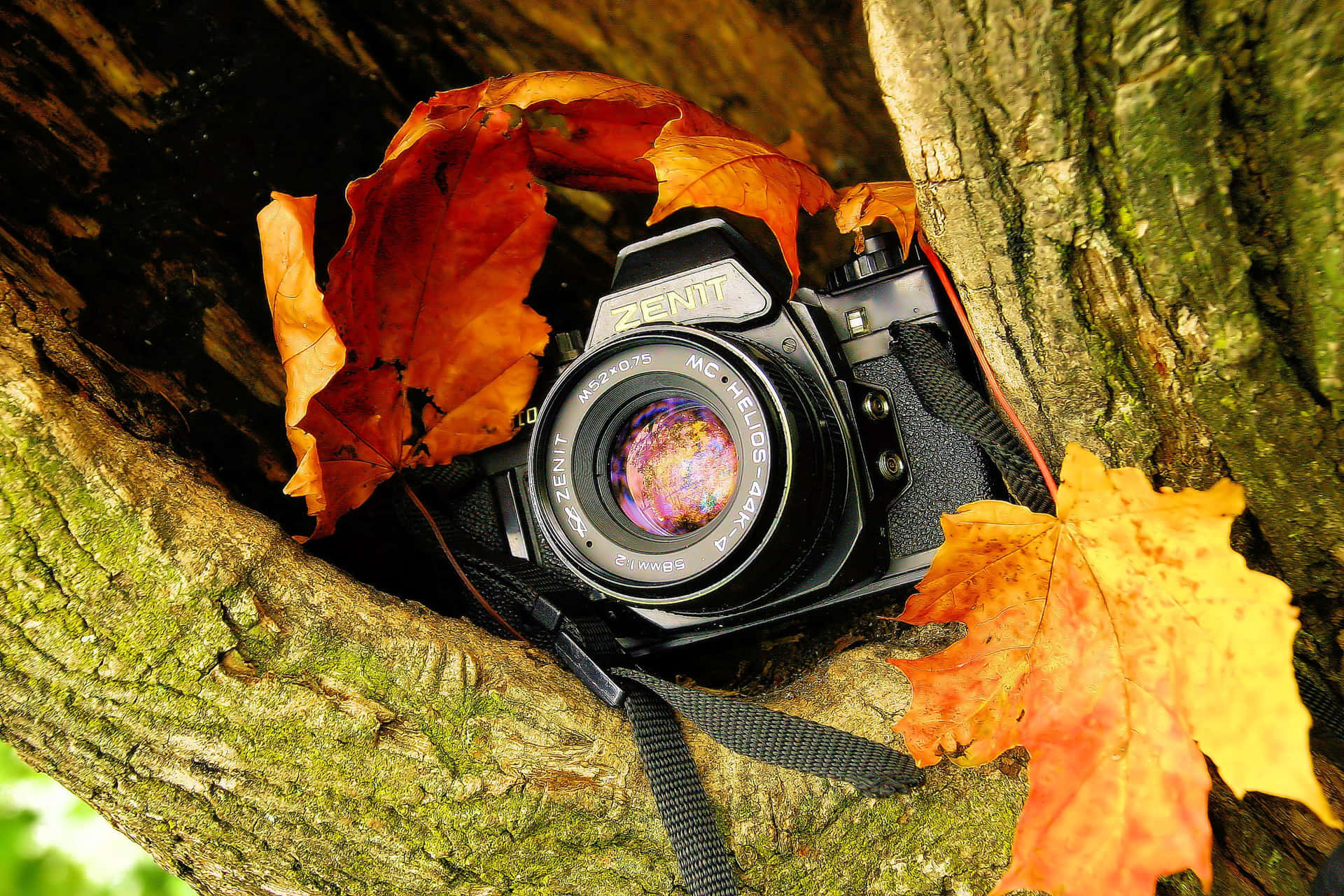 Autumn Photography Camera Maple Leaves Background