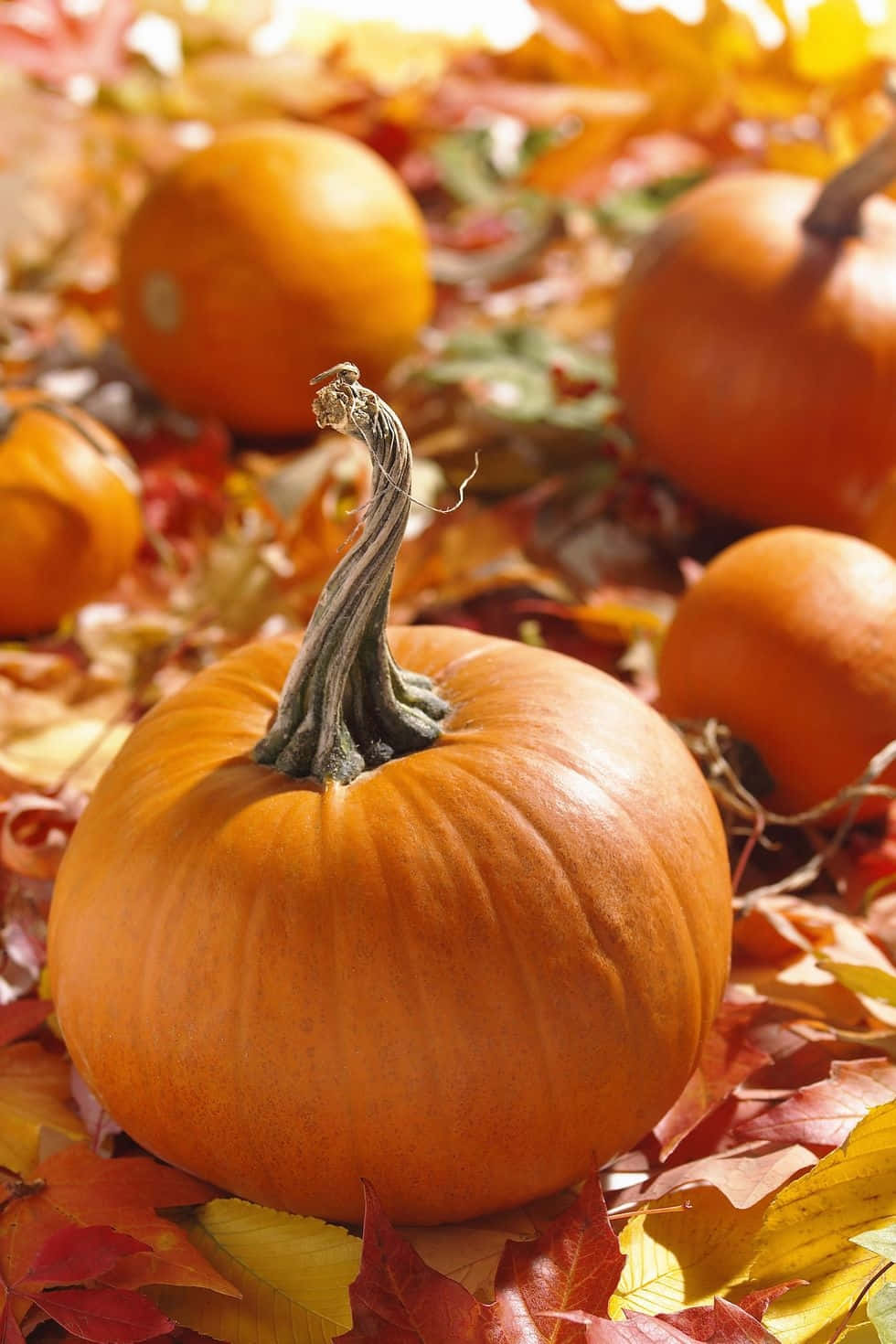 Autumn Pumpkin Amidst Fallen Leaves Background