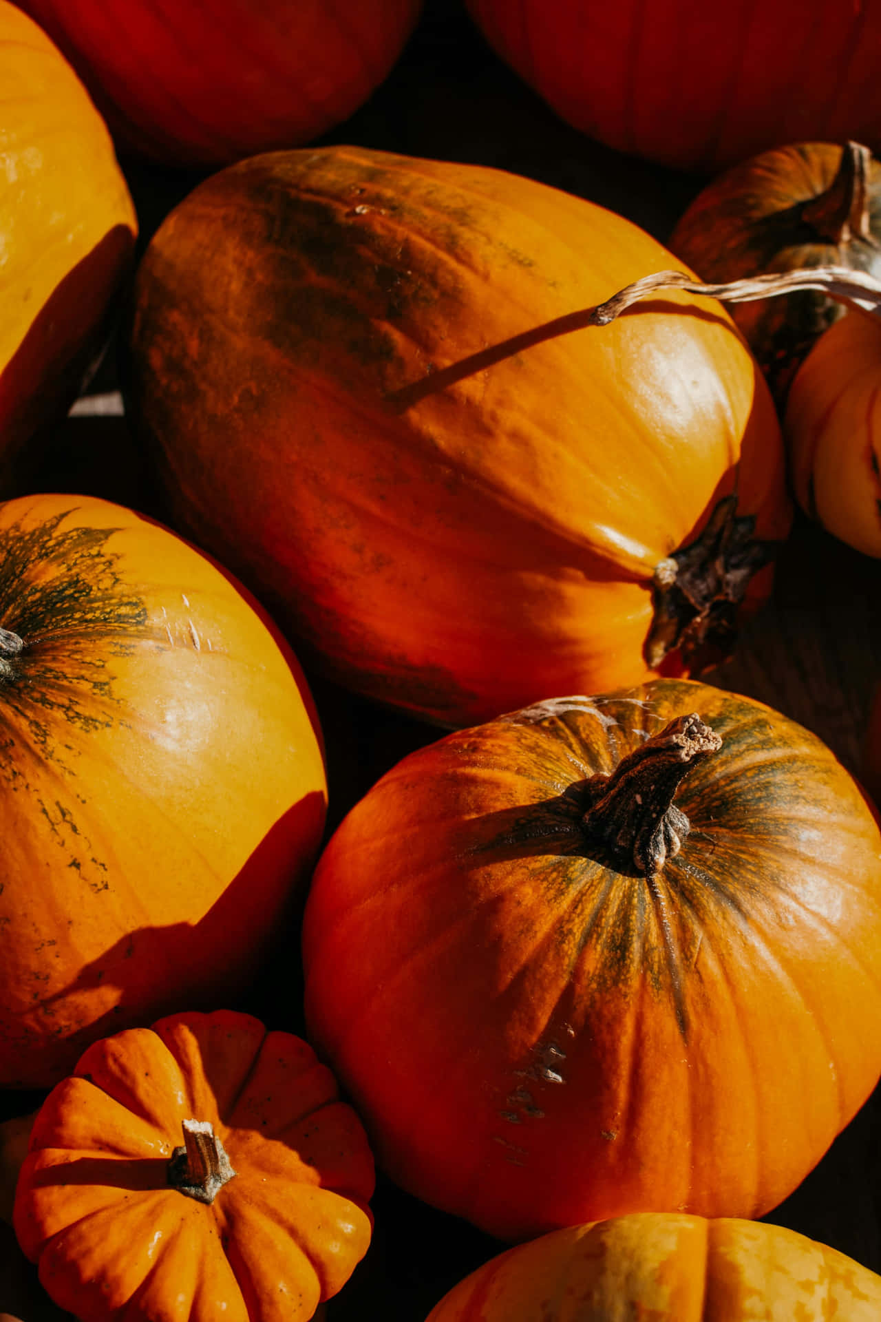 Autumn Pumpkin Collection.jpg Background