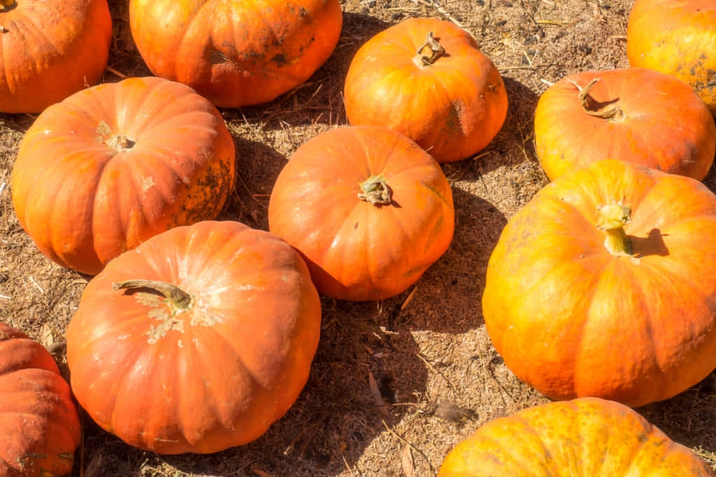 Autumn Pumpkin Display Background