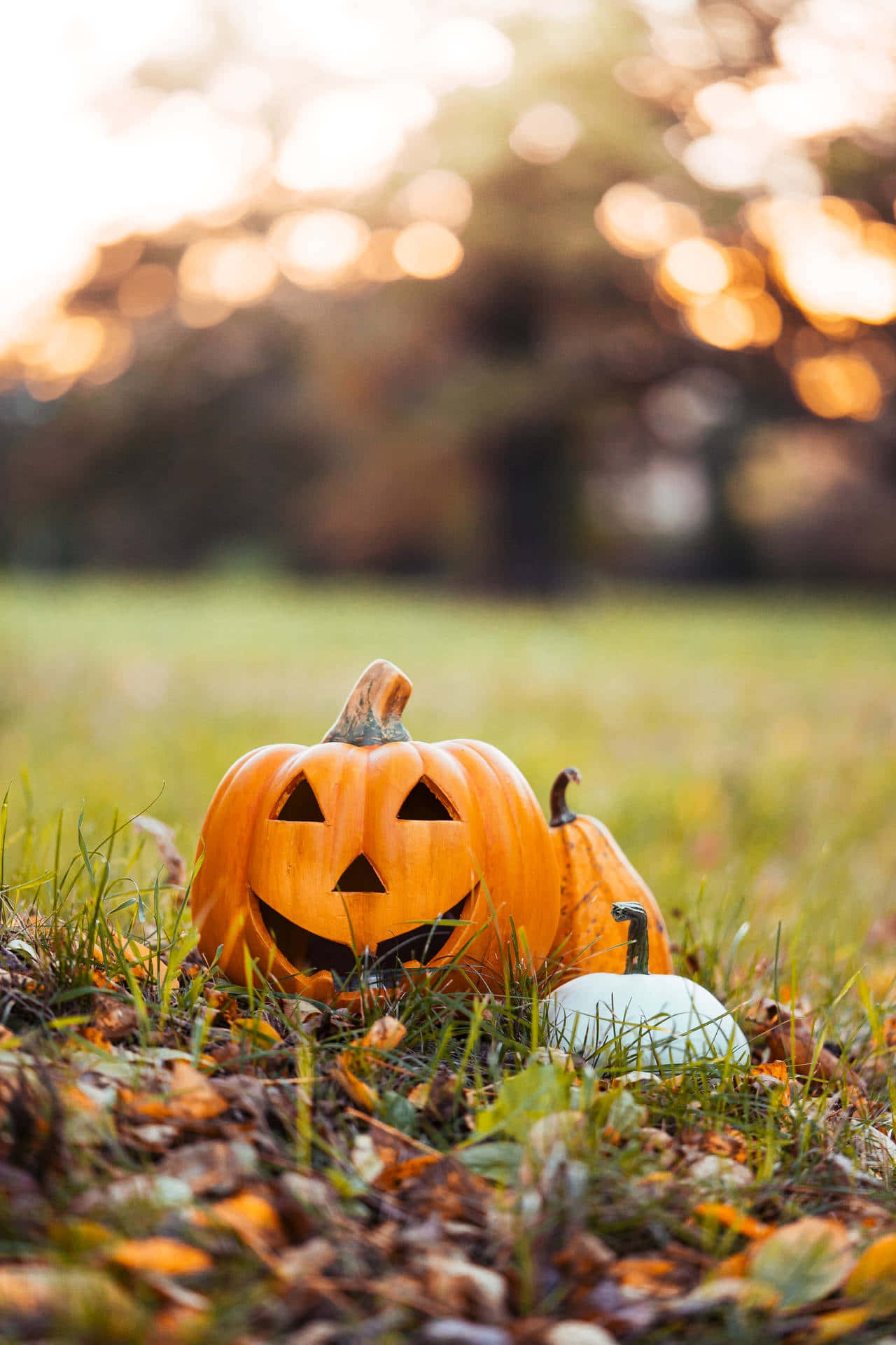 Autumn_ Pumpkin_ Glow.jpg Background
