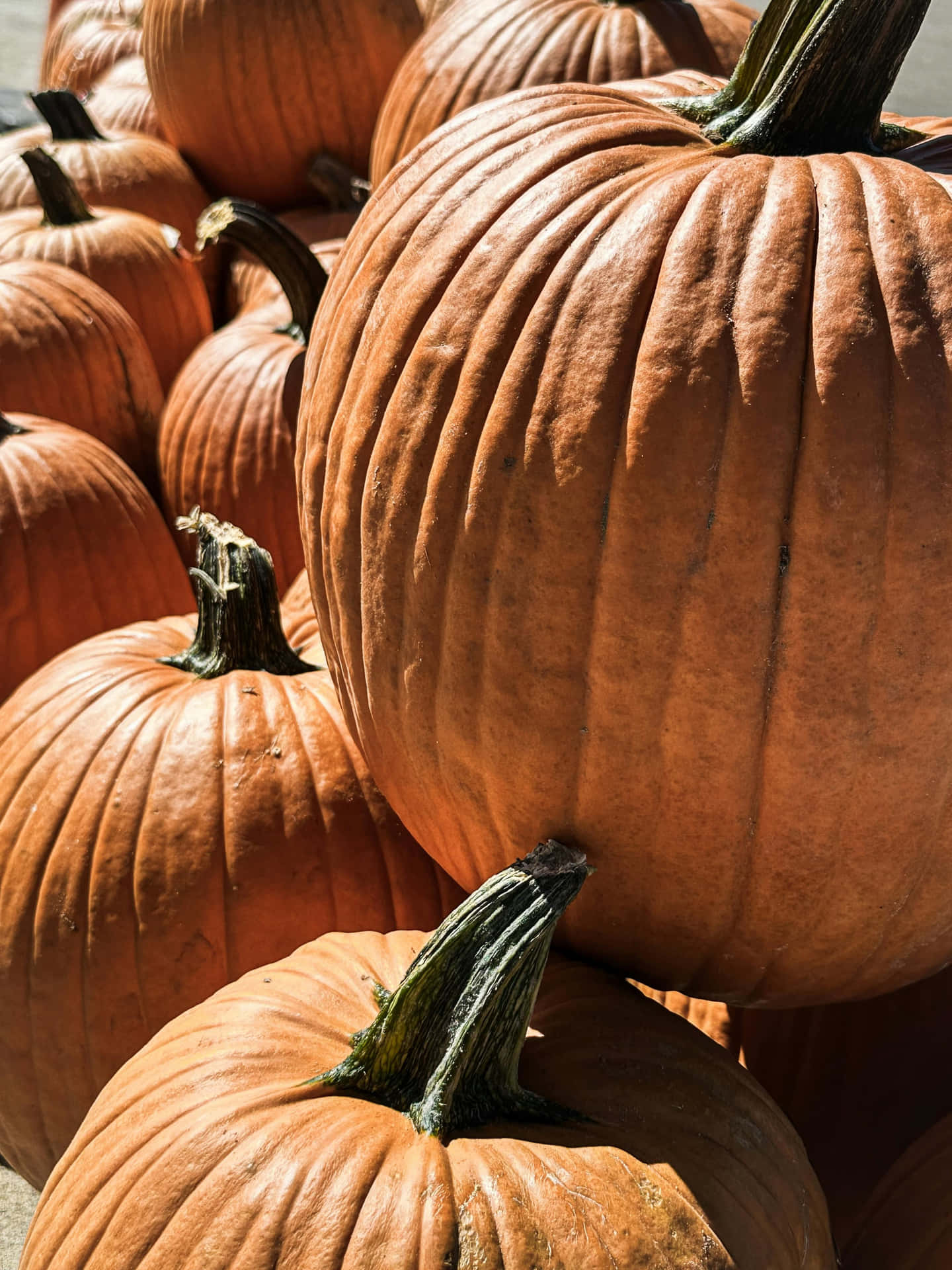Autumn Pumpkin Harvest Background