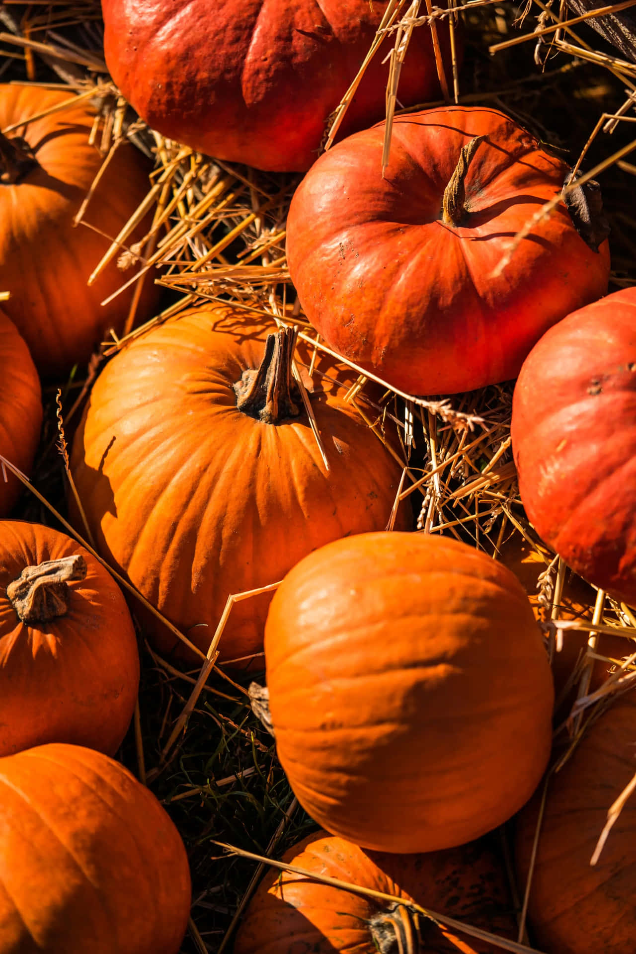 Autumn Pumpkin Harvest Background