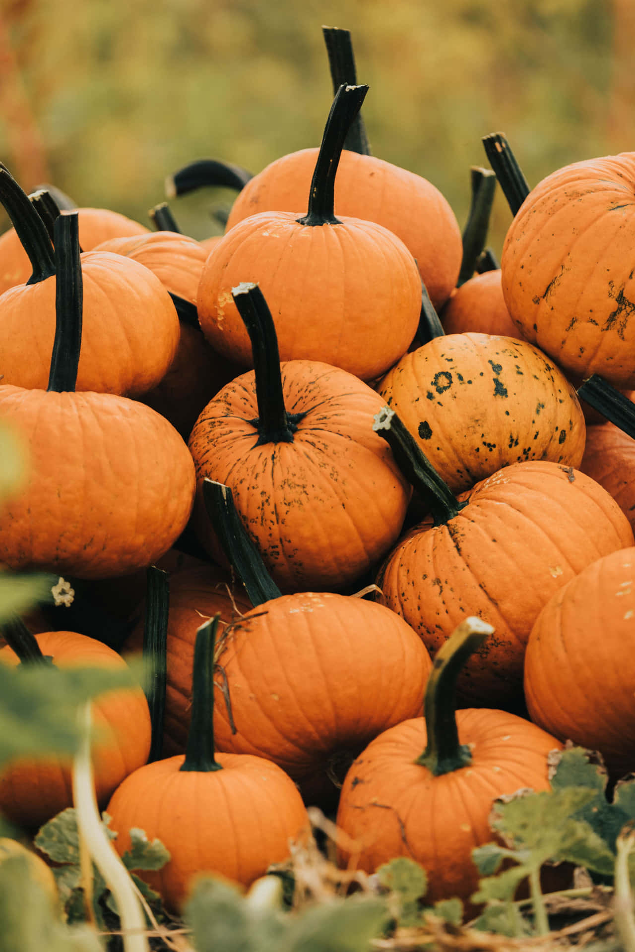 Autumn Pumpkin Harvest.jpg Background