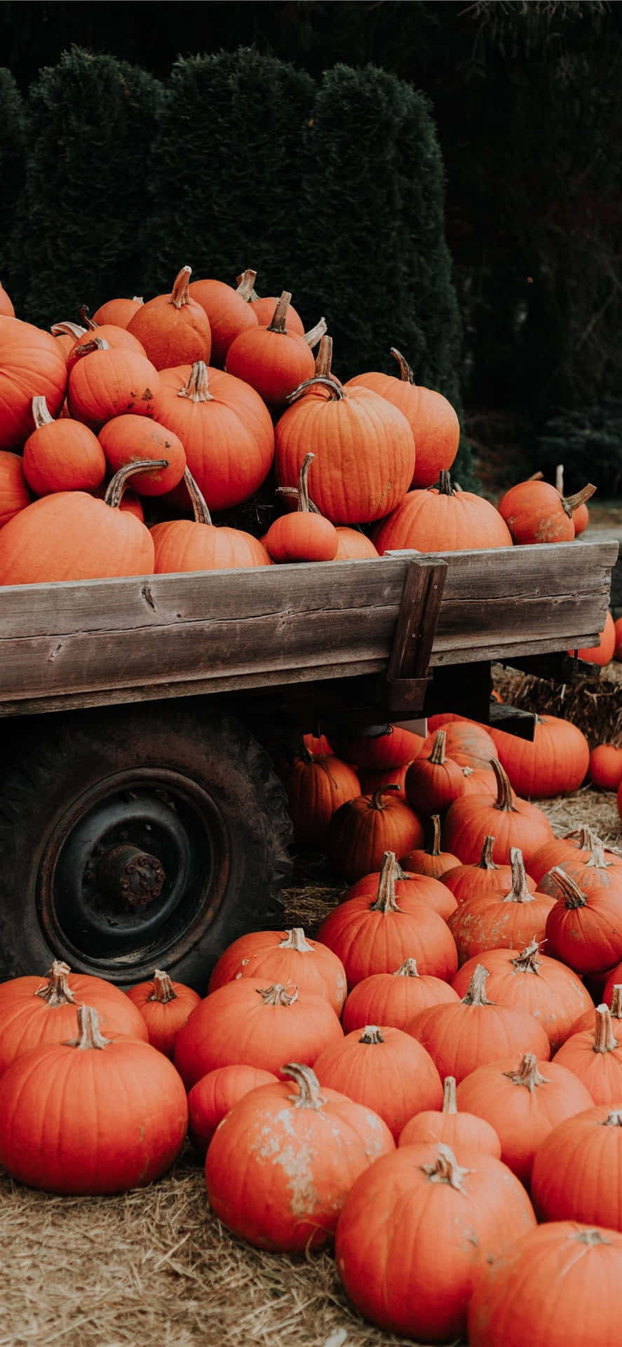 Autumn Pumpkin Harvest Wagon Background