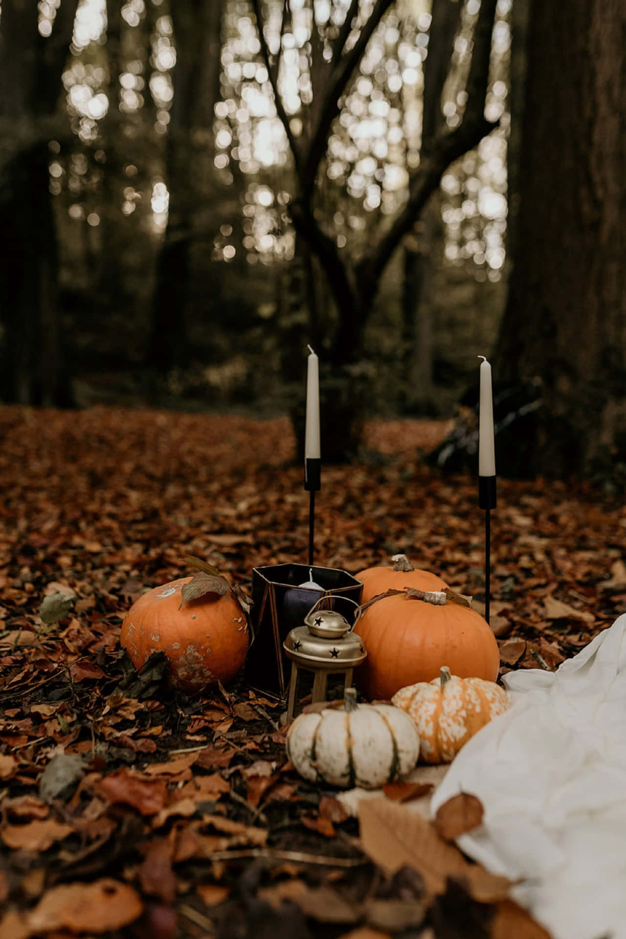 Autumn Pumpkin Still Life Background